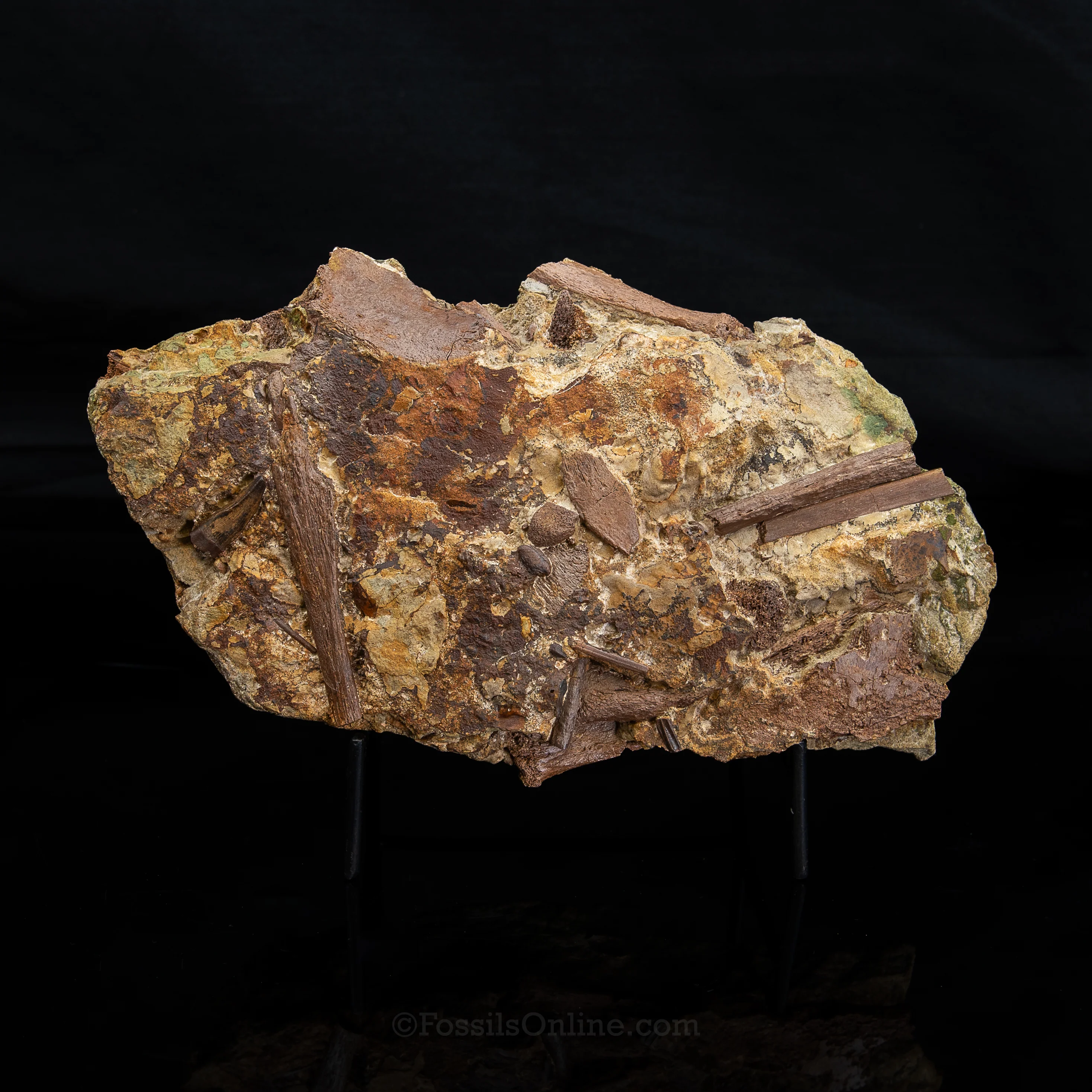 Tyrannosaurus rex tooth, Edmontosaurus Teeth, Tendons and Bones in Sandstone Matrix- Wyoming - Image 2