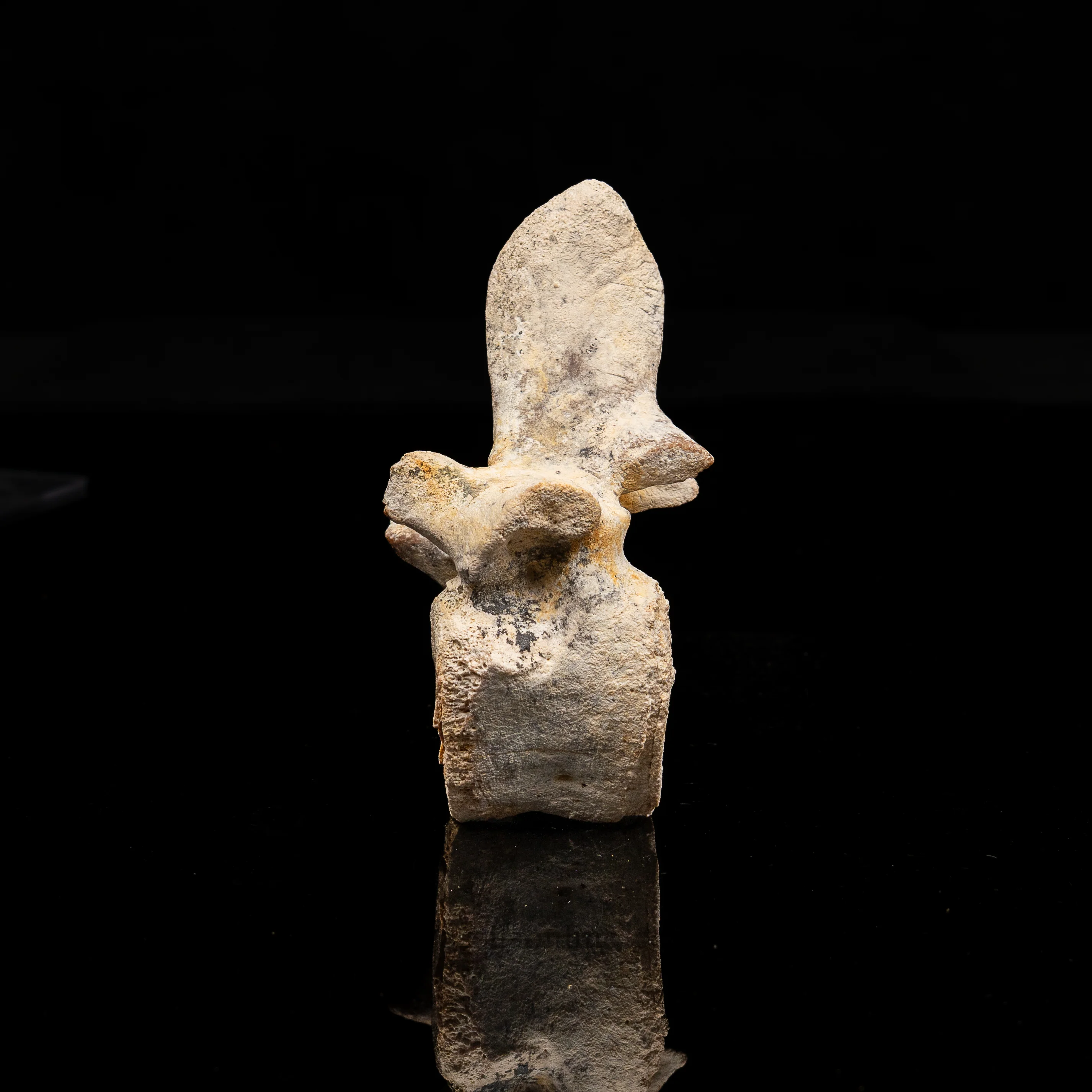 Fossil Dugong Vertebra Oligocene Florida - Image 3
