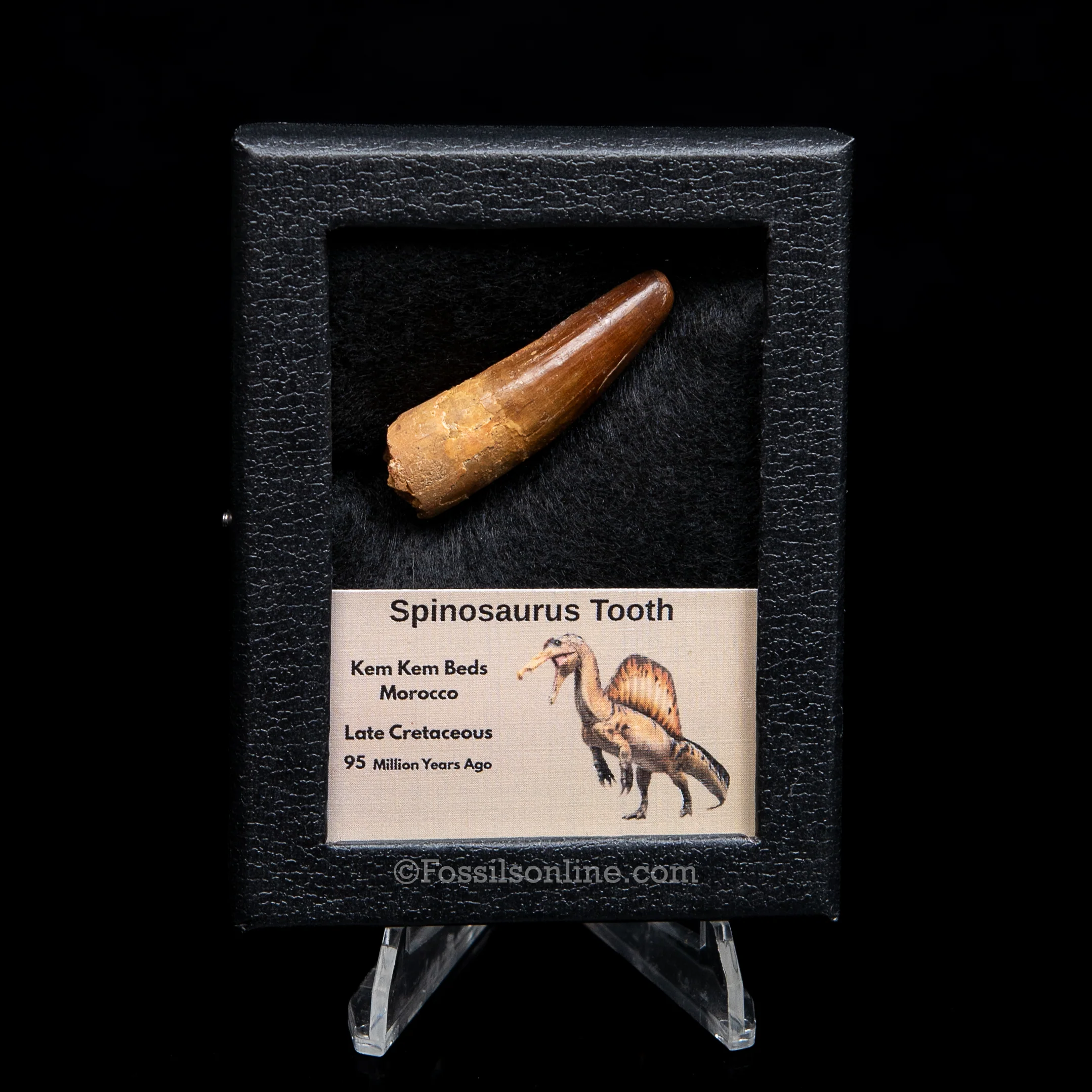 Premium Spinosaurus Dinosaur Tooth Sm Case - Image 2