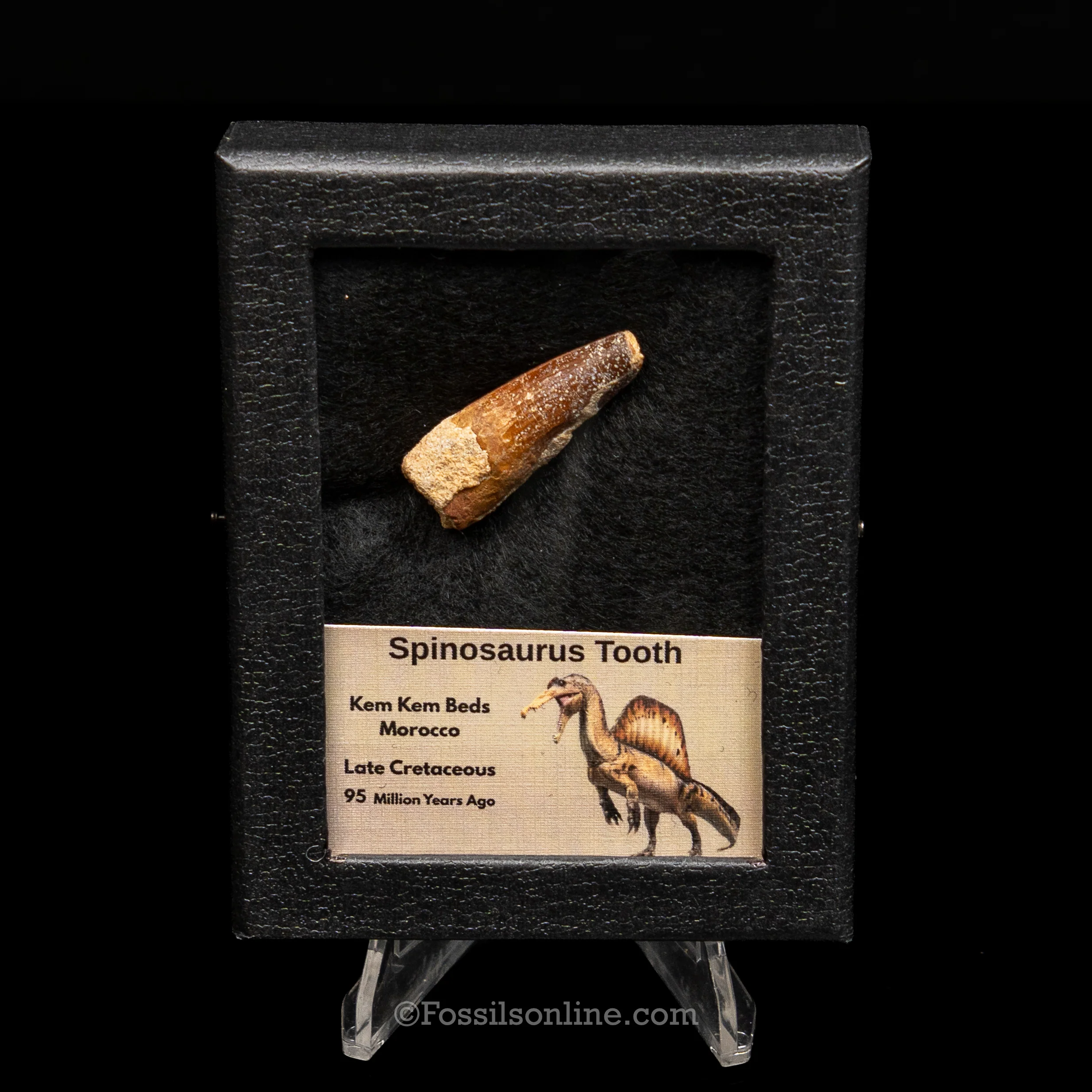 Spinosaurus Dinosaur Tooth Sm Case - Image 4