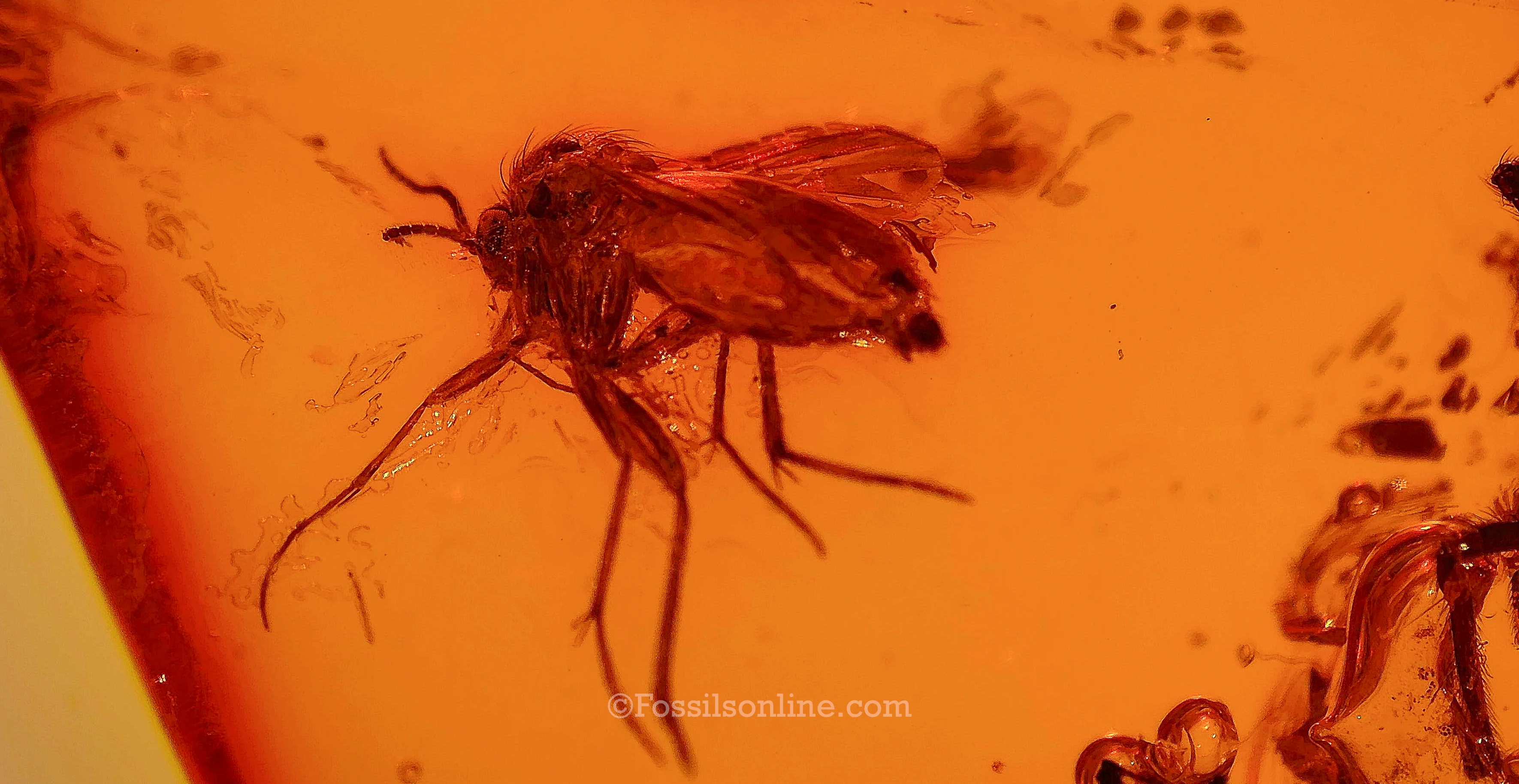 Dinosaur Age Amber with a Spider (Araneae), insects and wood bark - Image 3