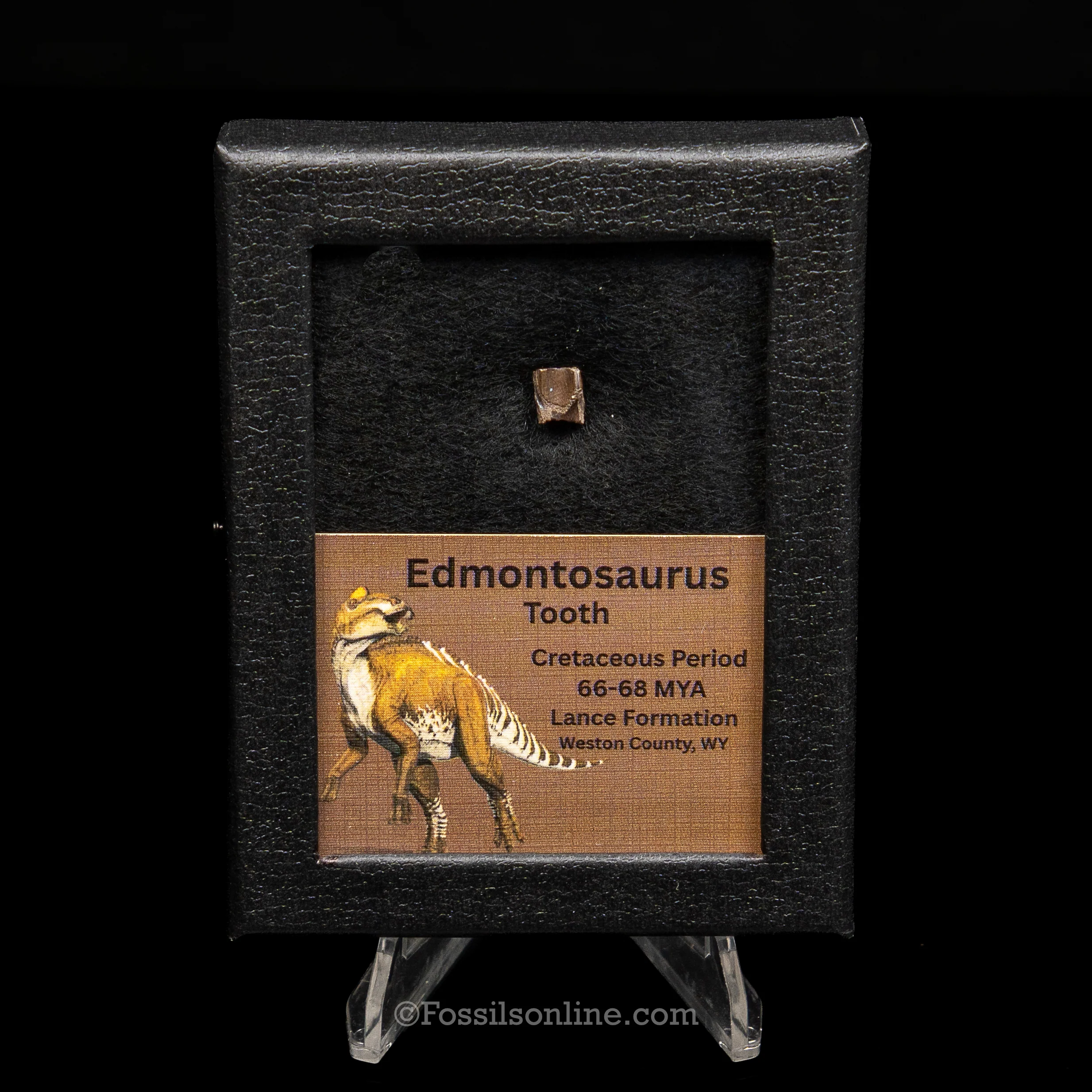 Edmontosaurus Tooth Sm Case - Image 2