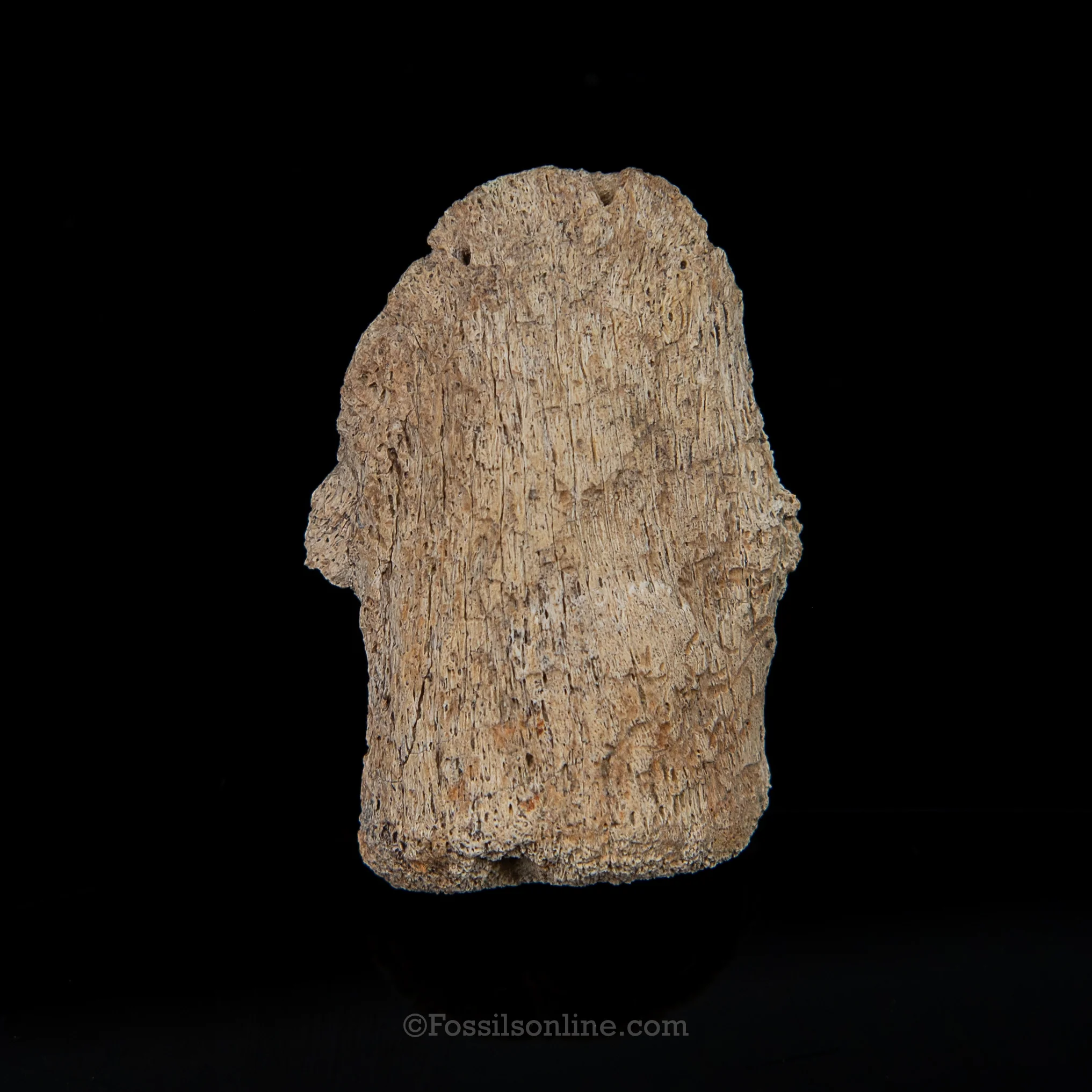 Edmontosaurus Ungual Claw/Hoof