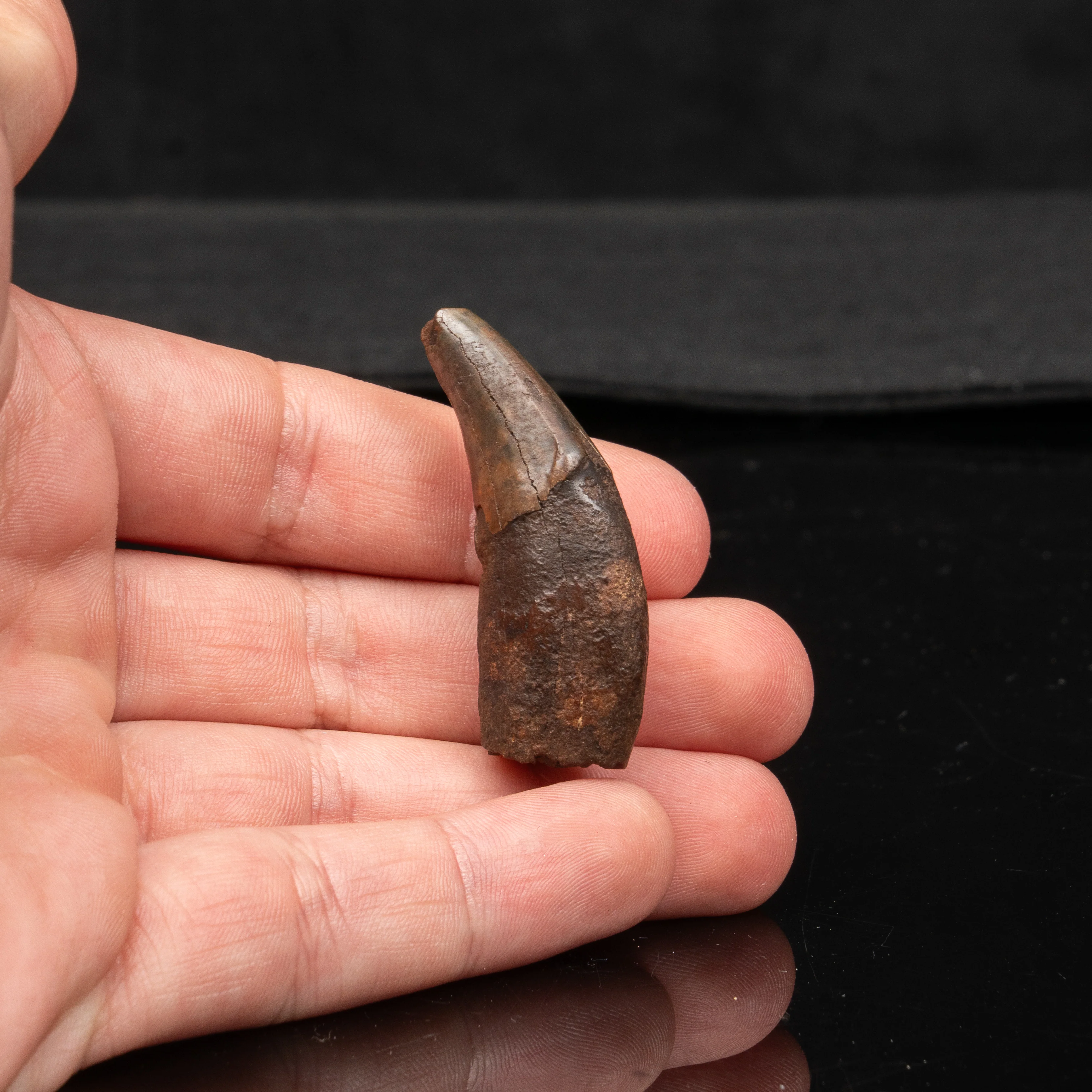 Florida Fossil Dire Wolf canine - Image 4