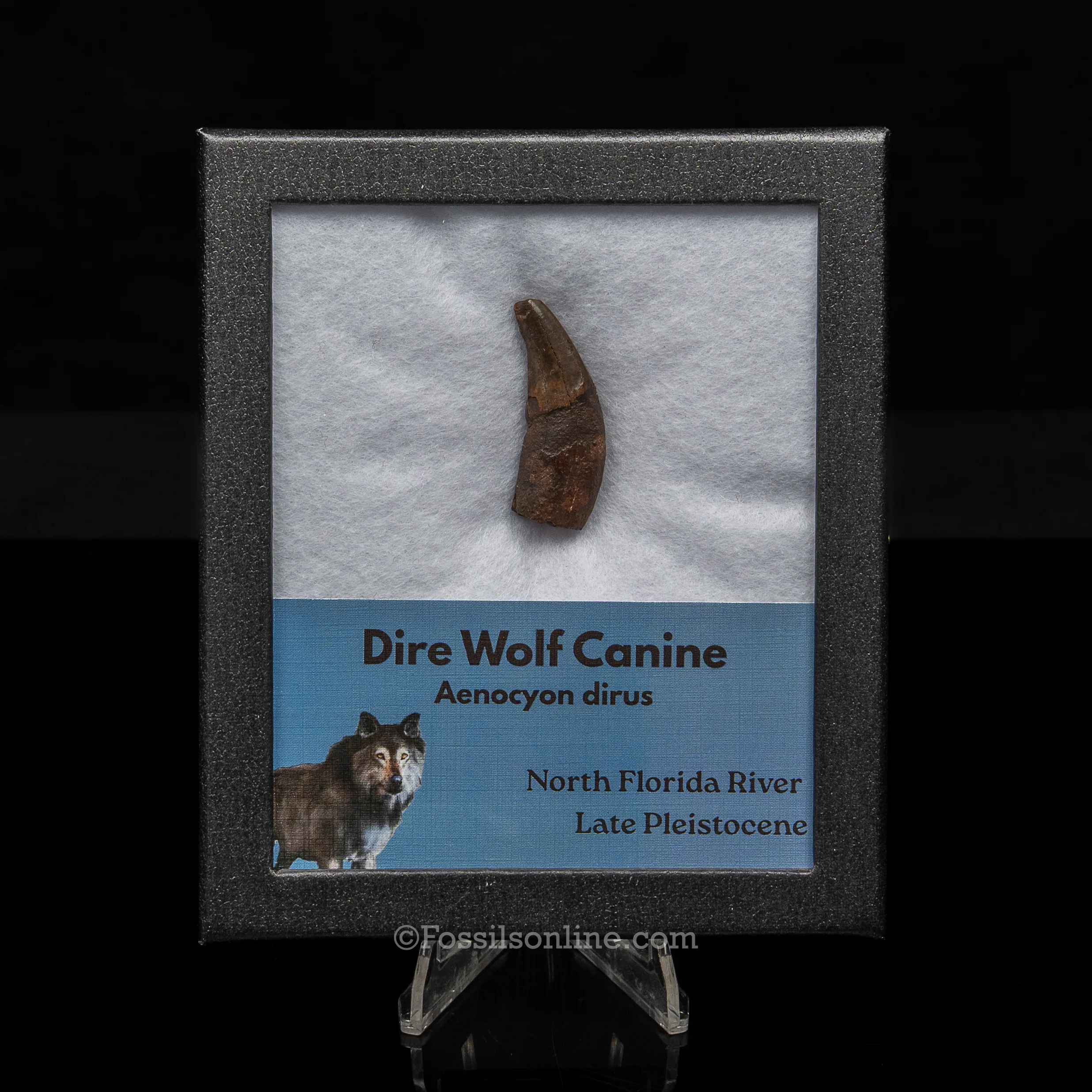 Florida Fossil Dire Wolf canine - Image 5