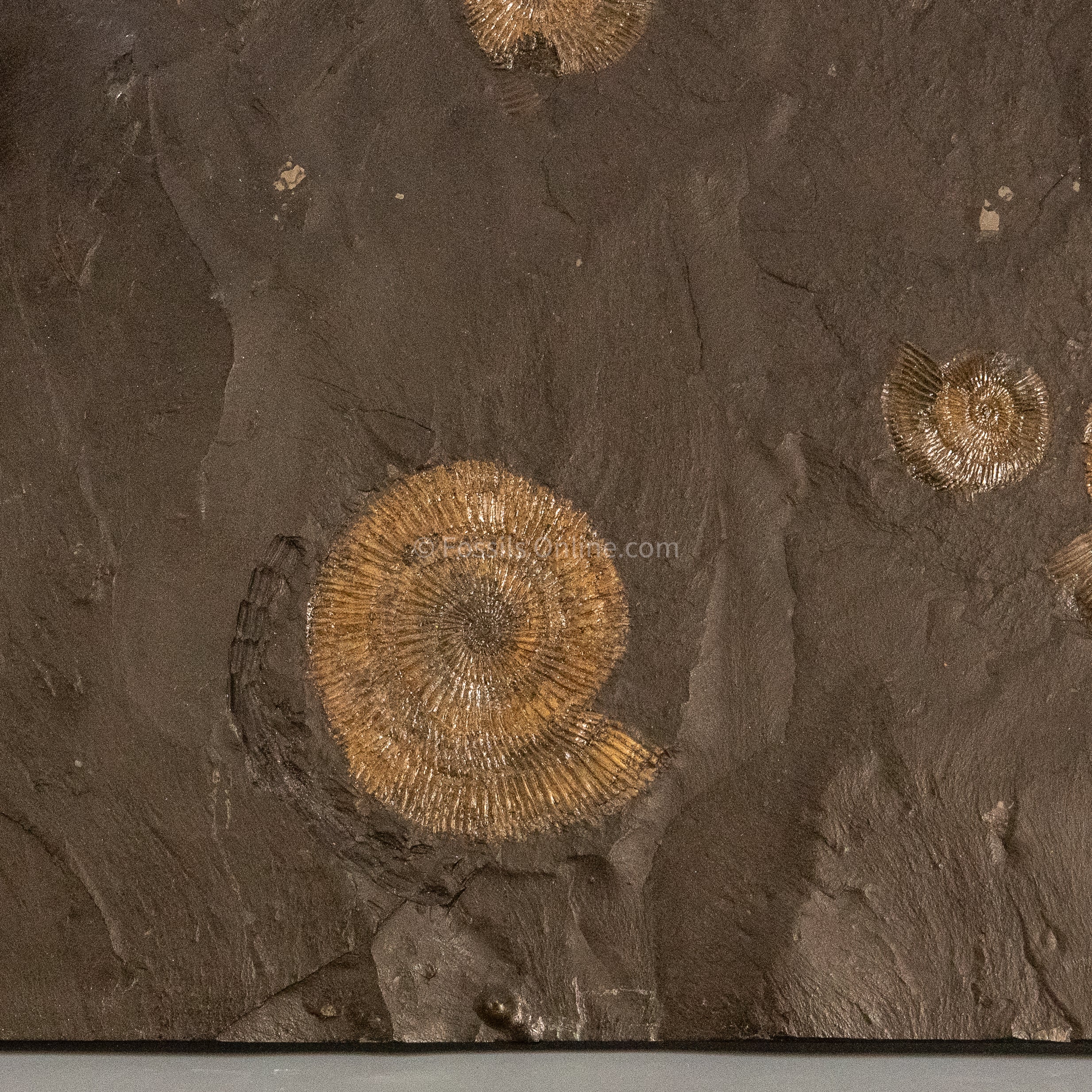 Fossil Holzmaden Ammonite Cluster Jurassic Germany - Image 2