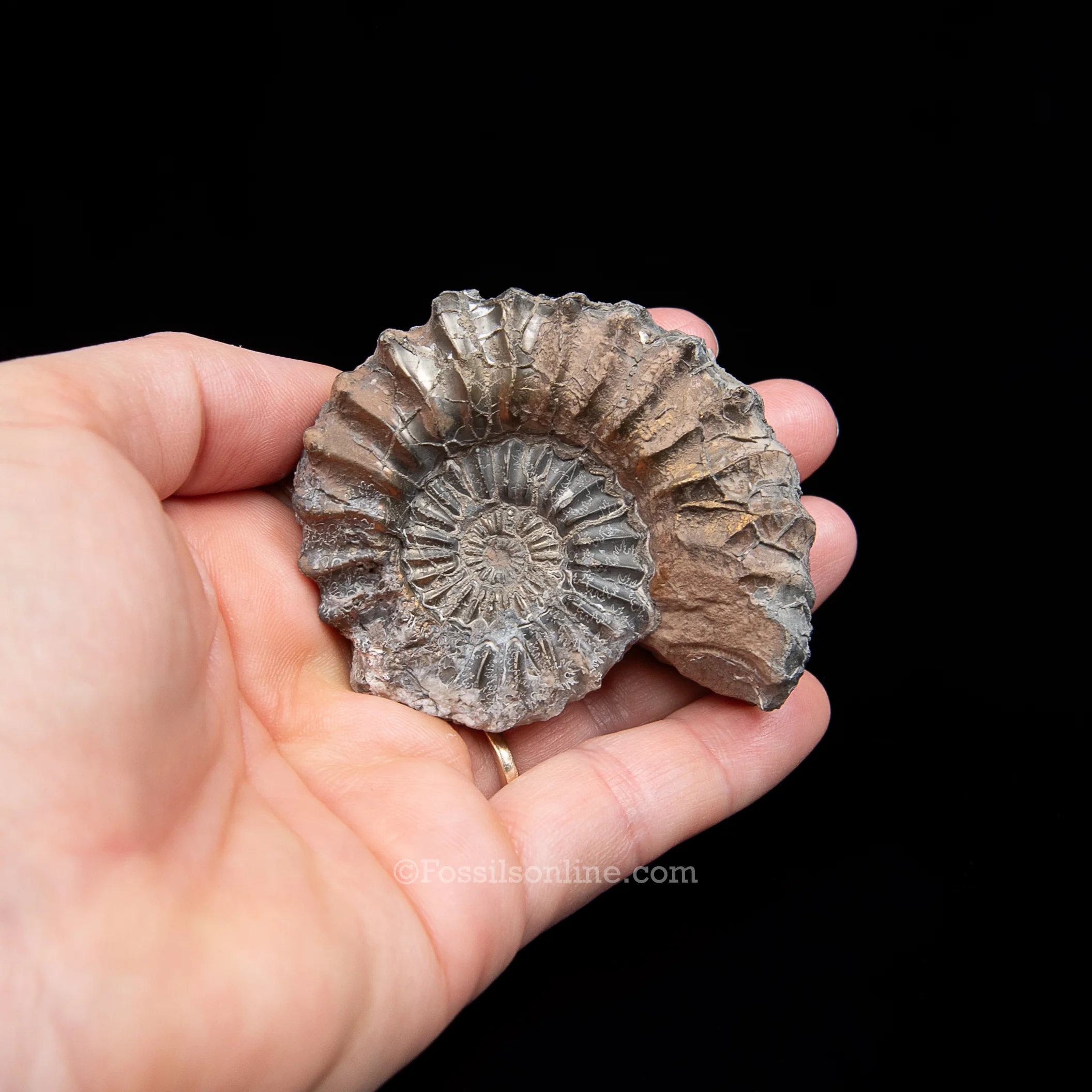 Fossil Pyritized Ammonite Pleuroceras Jurassic Germany - Image 3