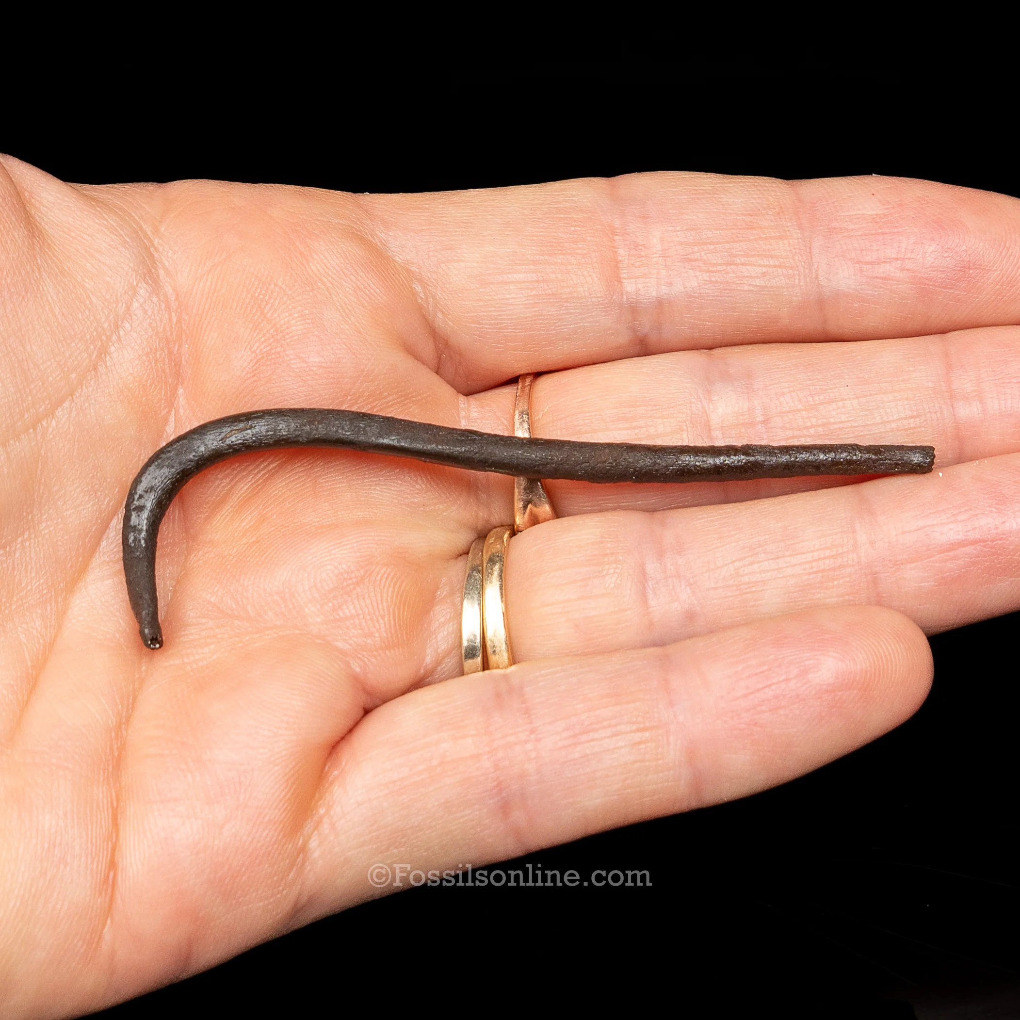 Fossil Raccoon Penis Bone-Baculum - Image 2