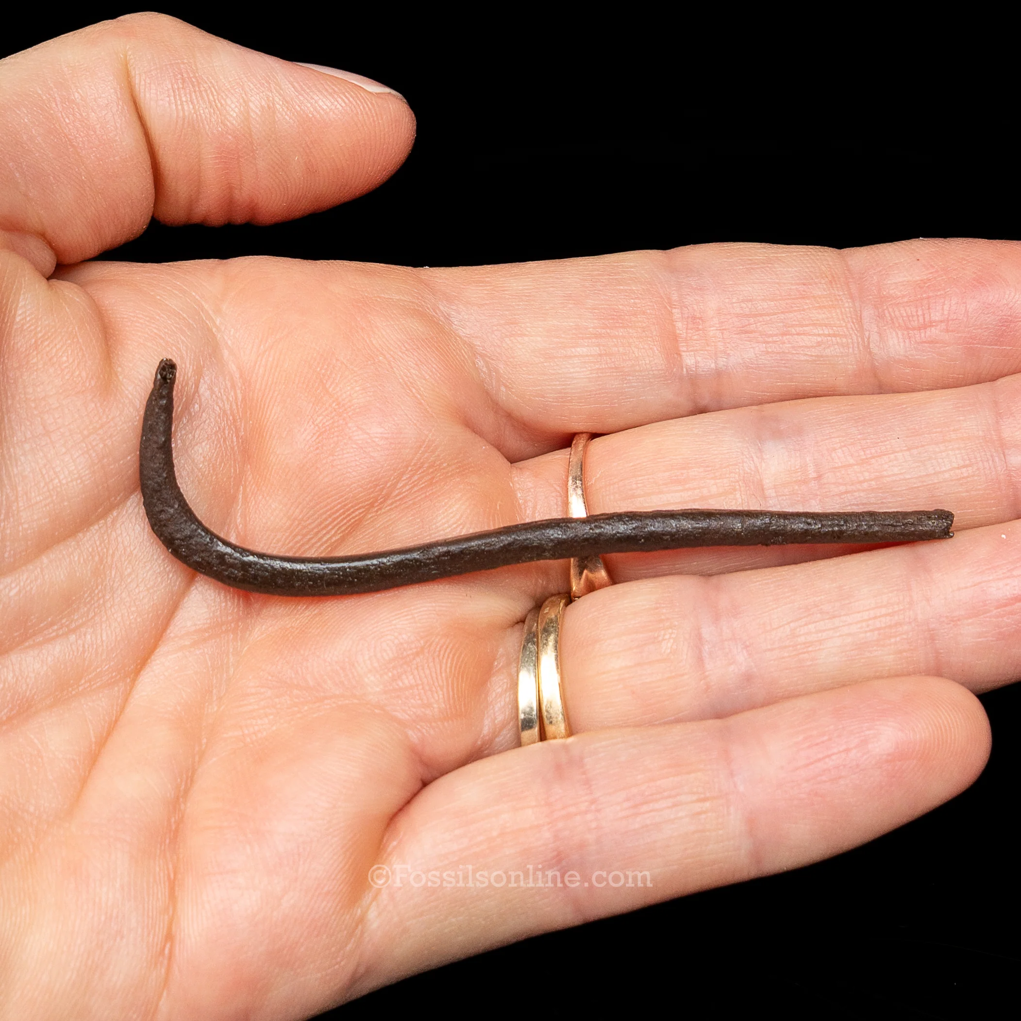 Fossil Raccoon Penis Bone-Baculum - Image 3