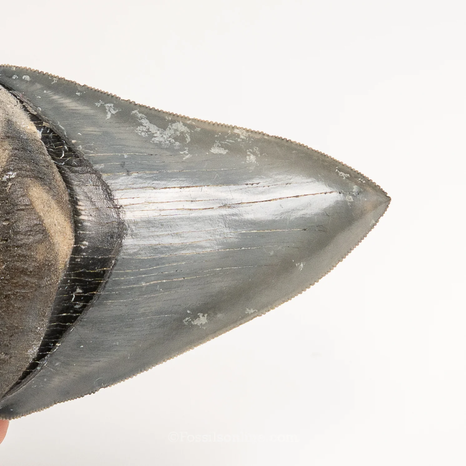 Gem Venice Megalodon 4.17" - Image 4