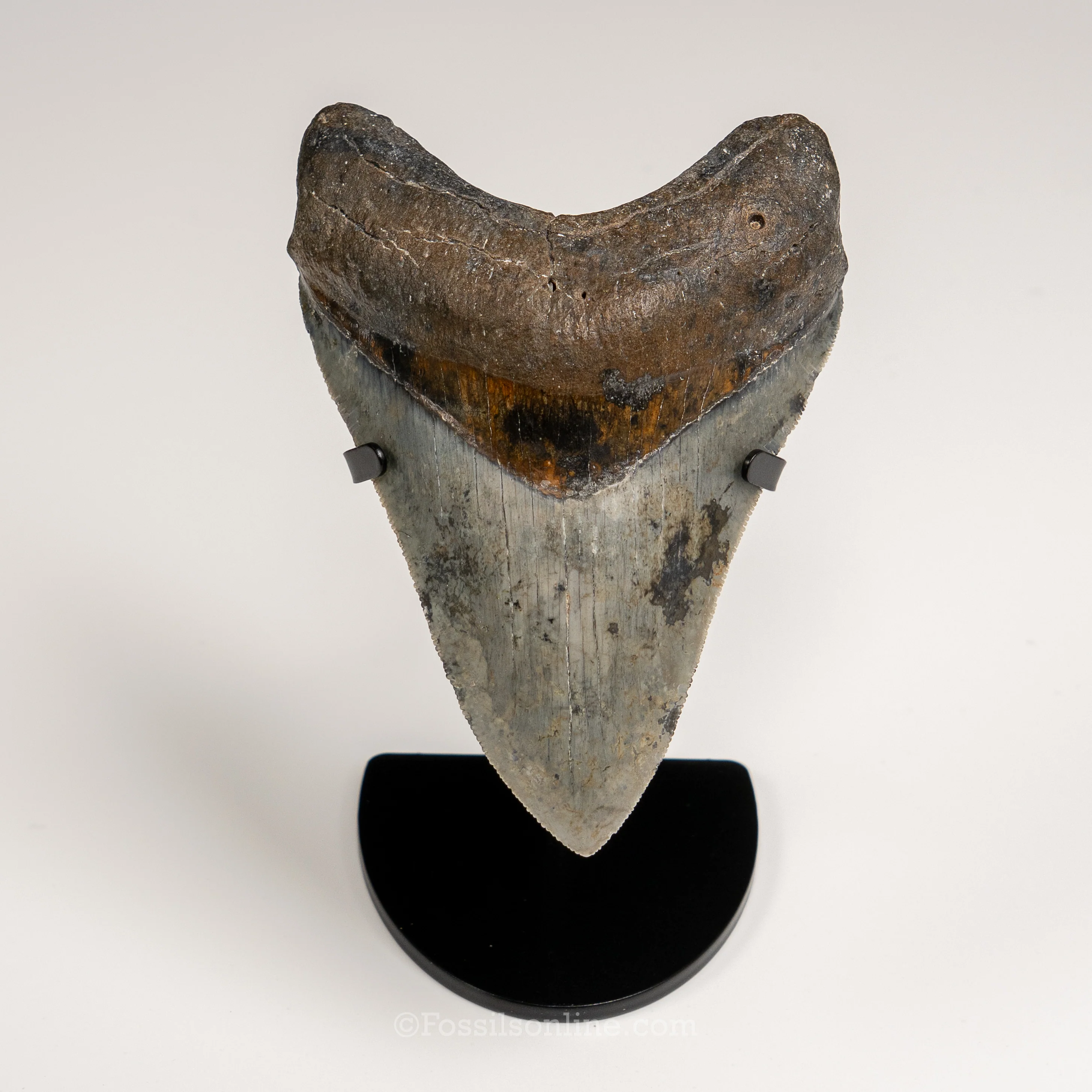 Gem Venice Megalodon 4.85"