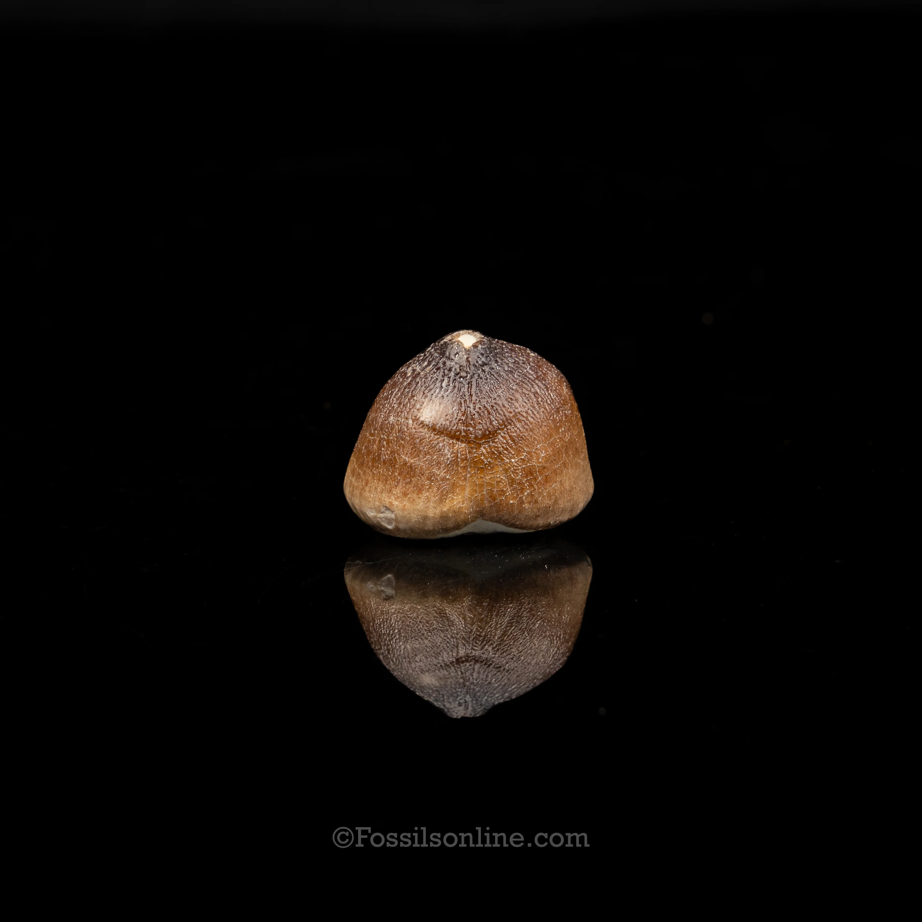 Globidens Tooth - Image 2