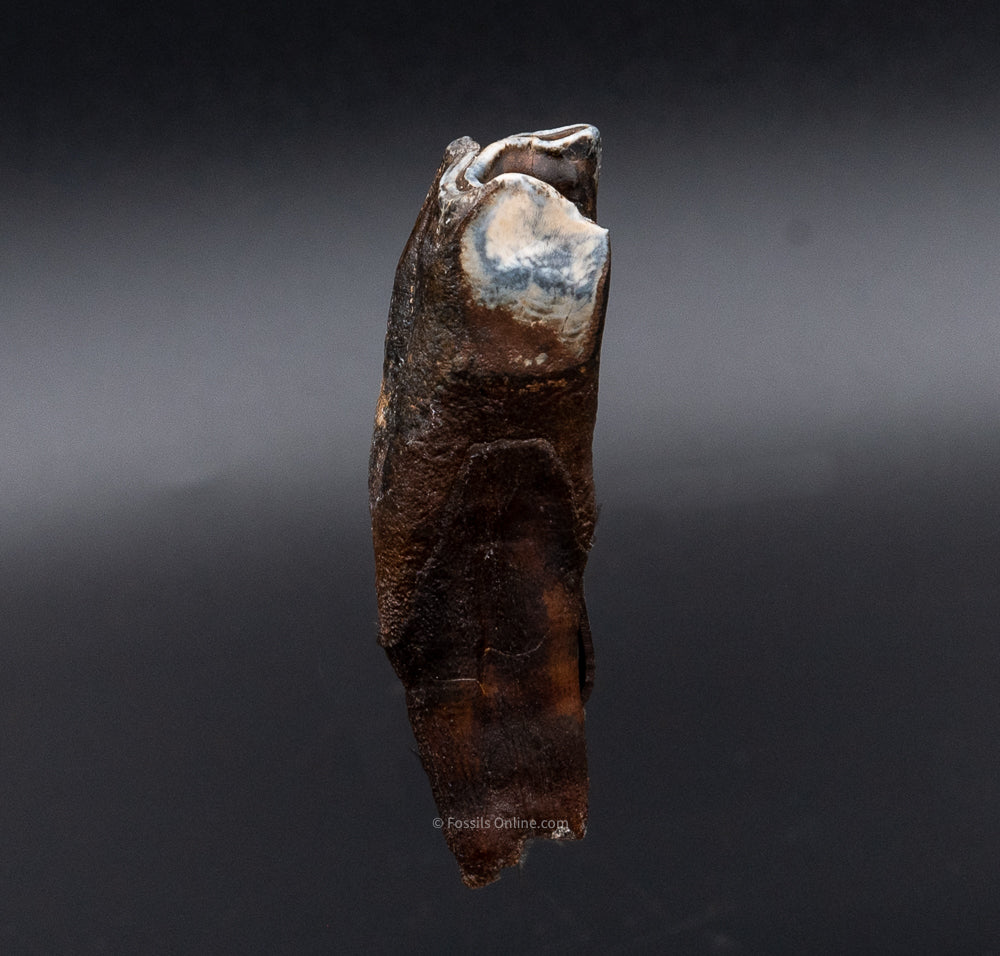 Juvenile Woolly Rhino Tooth w/ Roots - Image 4