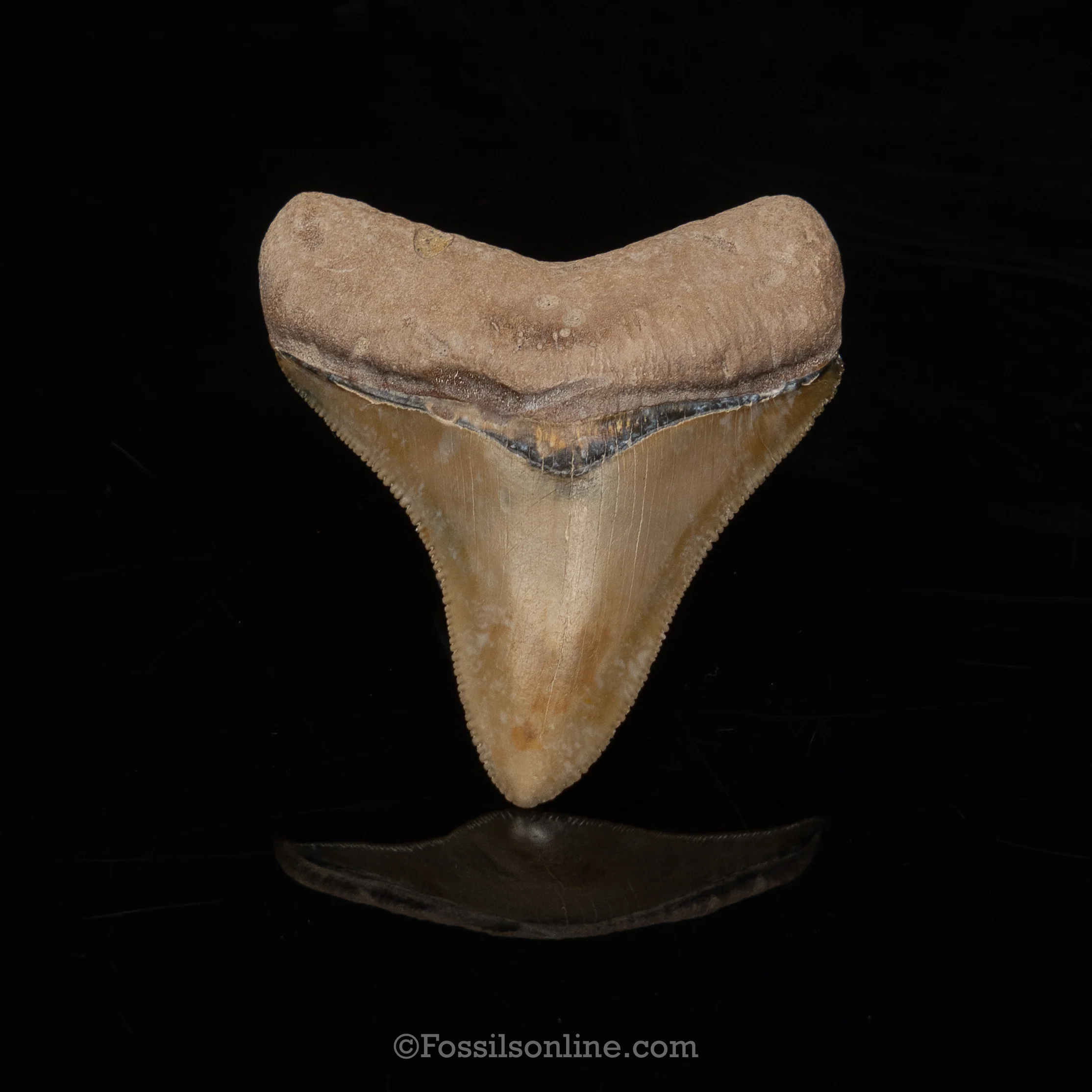 Genuine Prehistoric Fossil Tooth — Megalodon2.52", Bone Valley Florida
