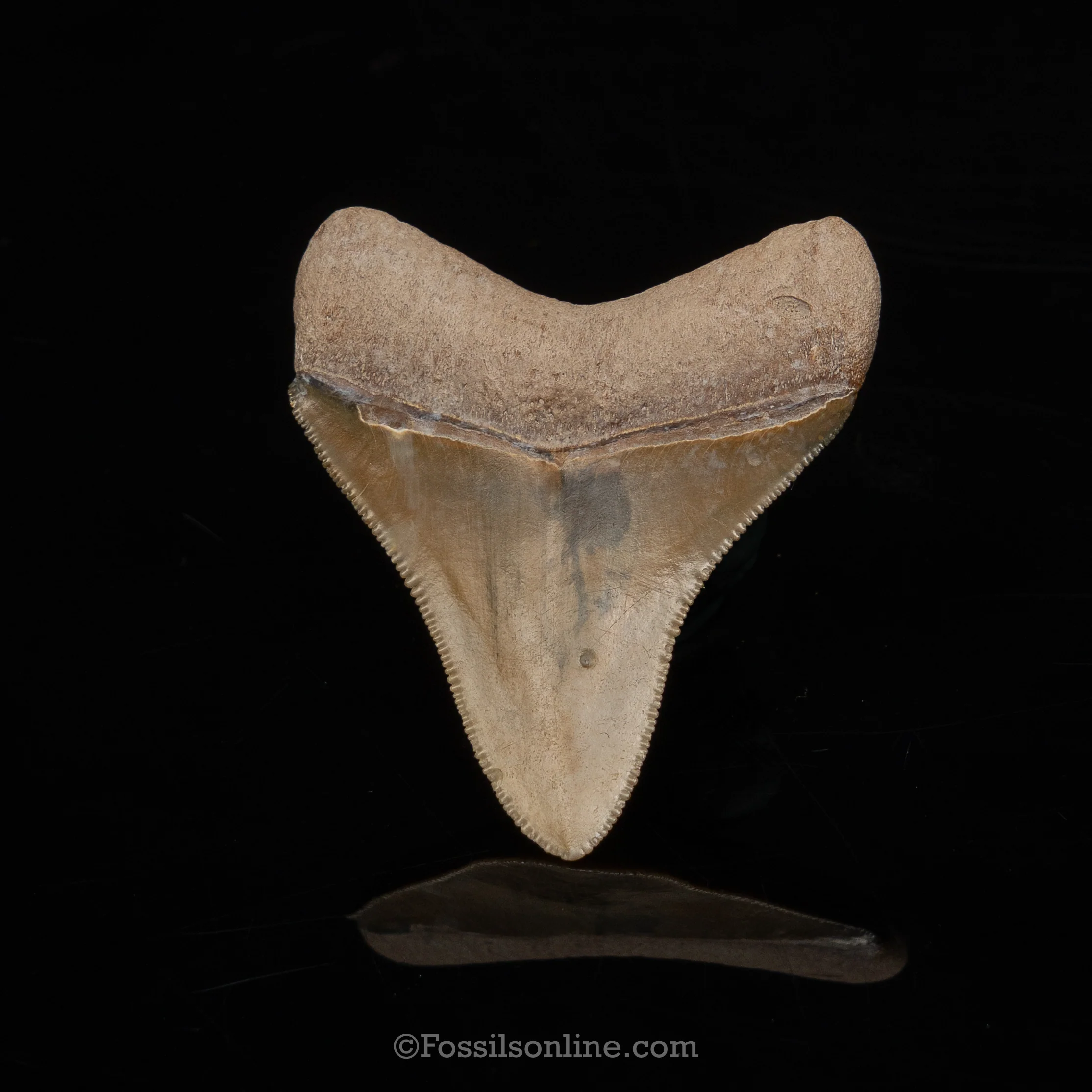 Genuine Prehistoric Fossil Tooth — Megalodon2.52", Bone Valley Florida - Image 2