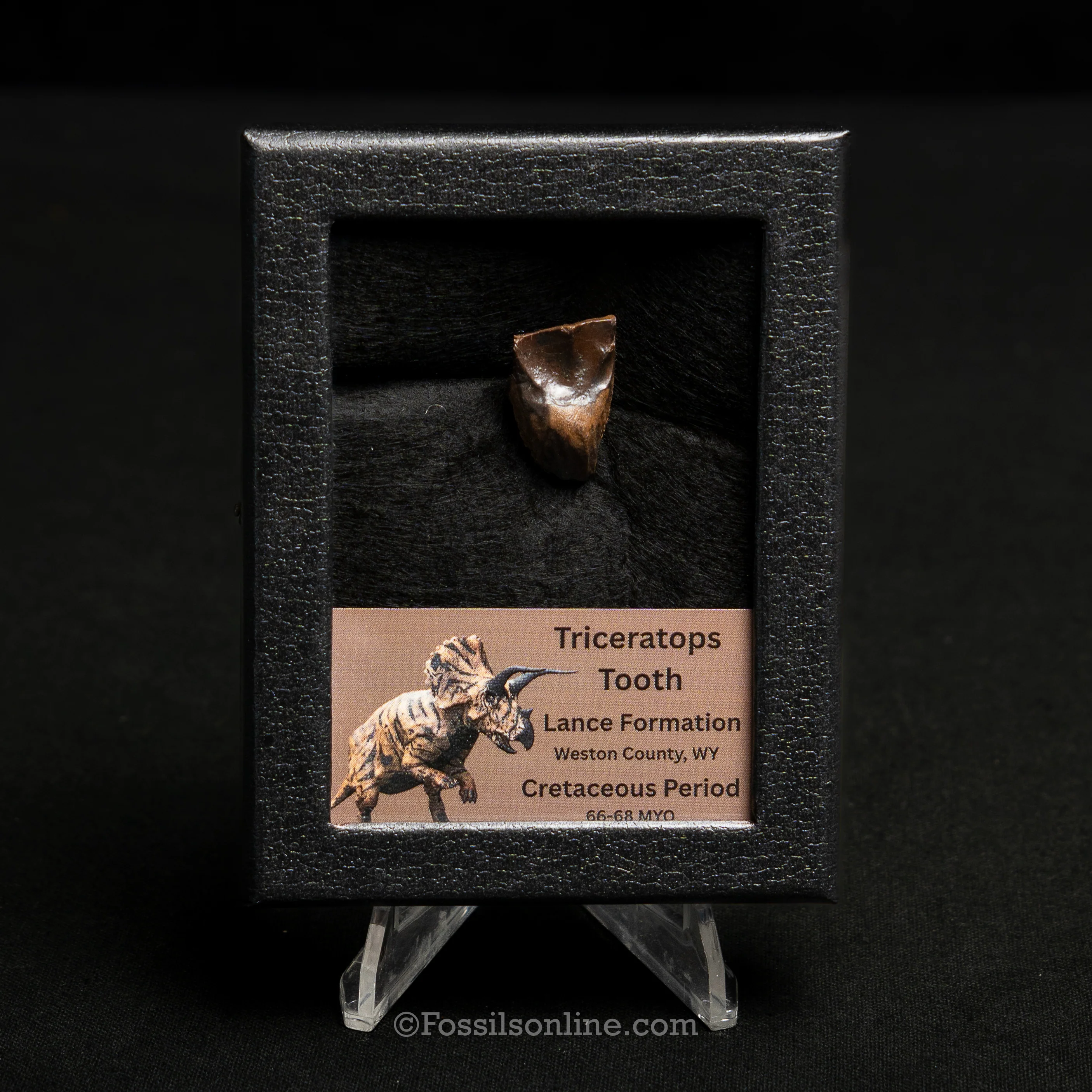 LG Triceratops Tooth in Case Lance FM - Image 4