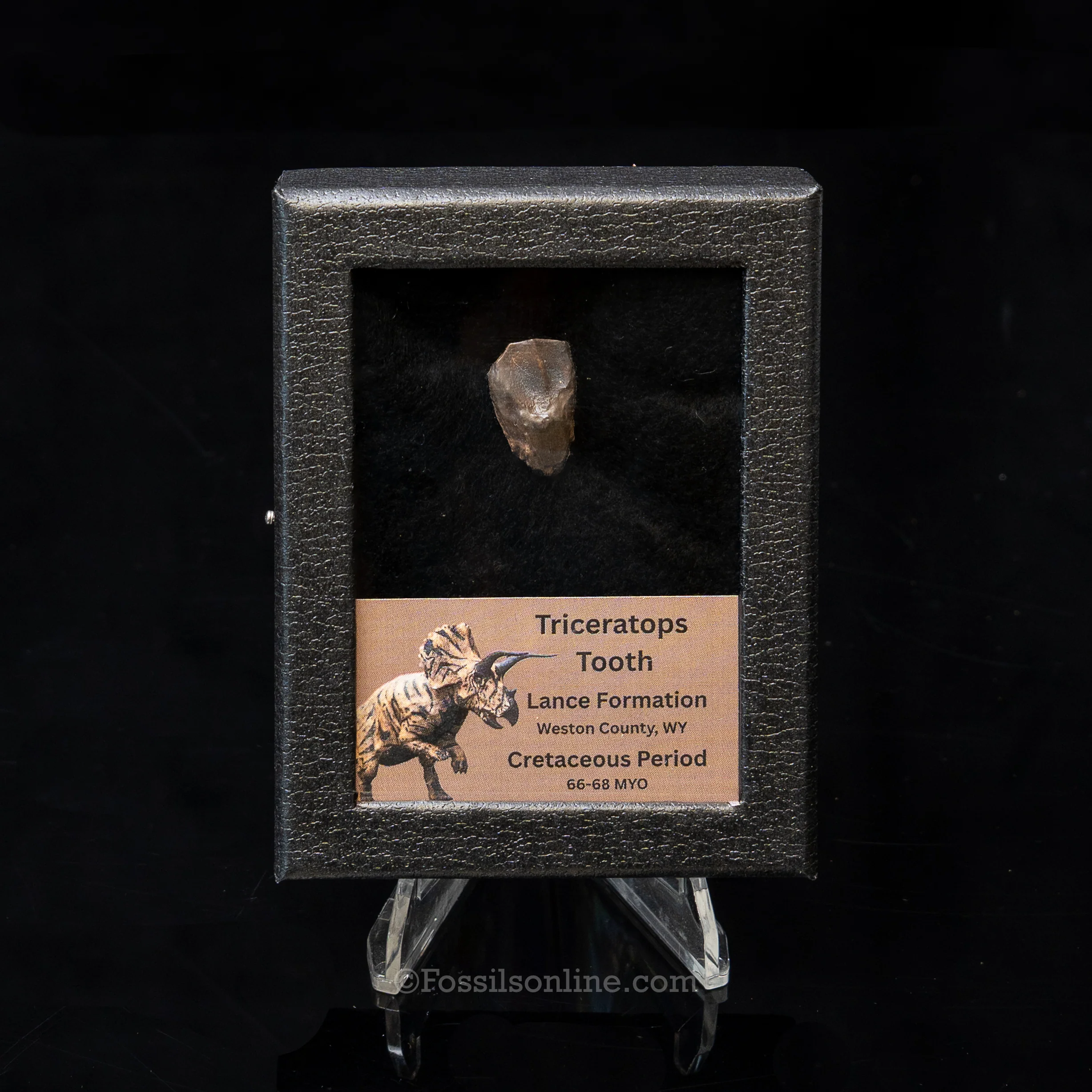 LG Triceratops Tooth in Case Lance FM - Image 8
