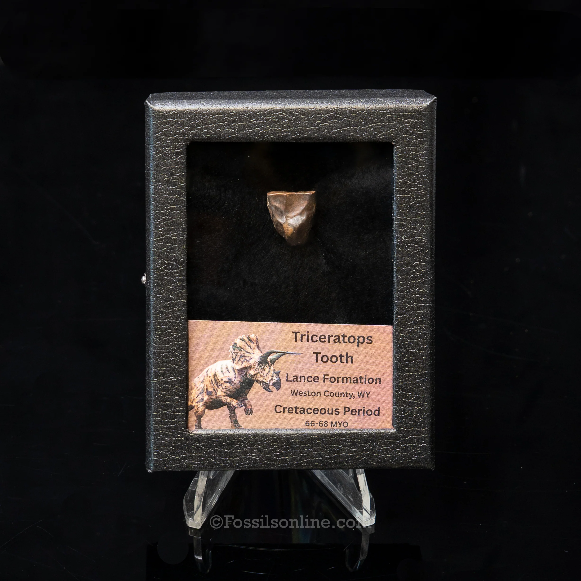 LG Triceratops Tooth in Case Lance FM - Image 9