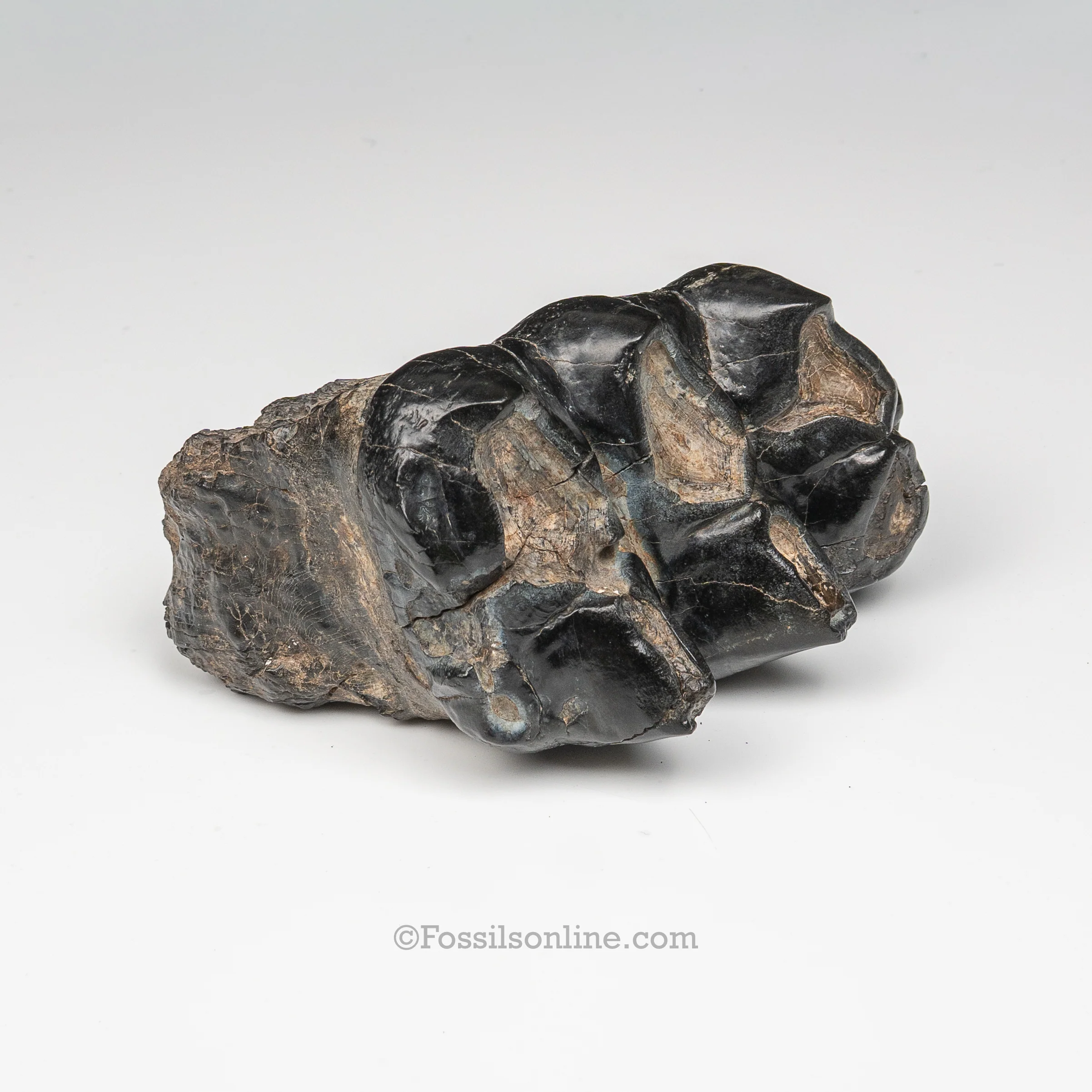 South Carolina Mastodon Tooth - Image 2
