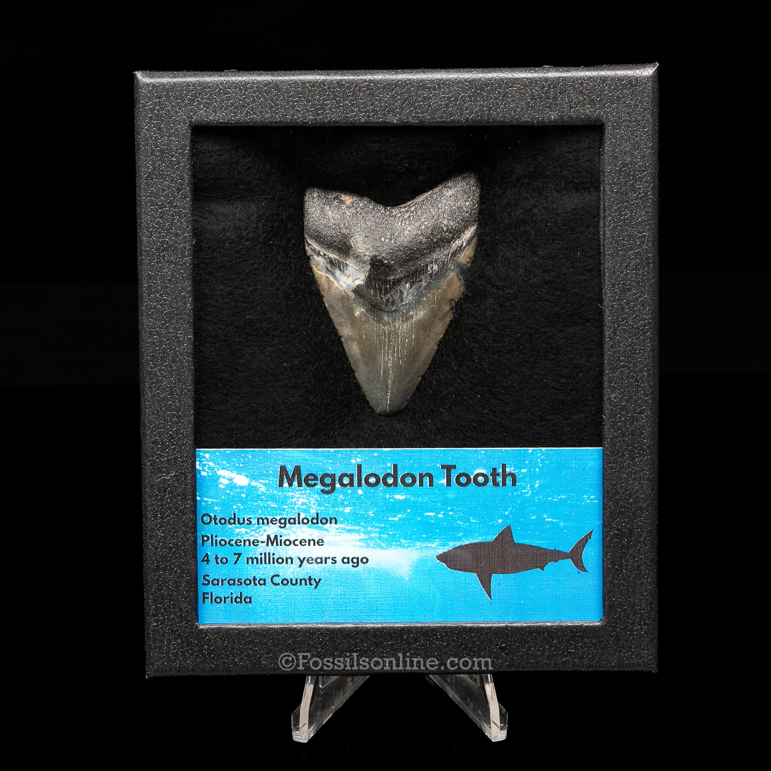 Florida Megalodon Med Case - Image 5