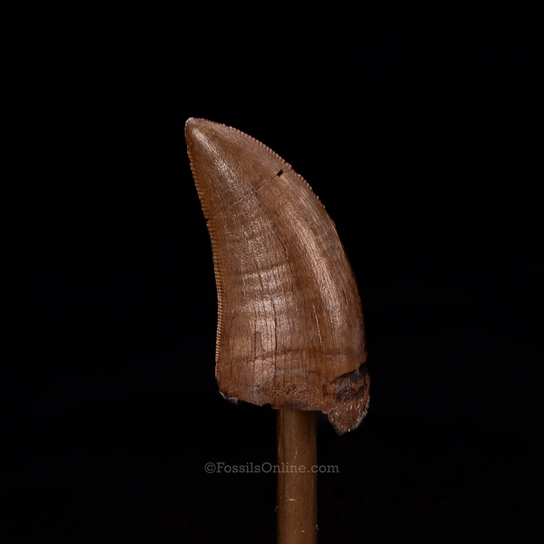 Tyrannosaurid tooth 1.32" - Image 2