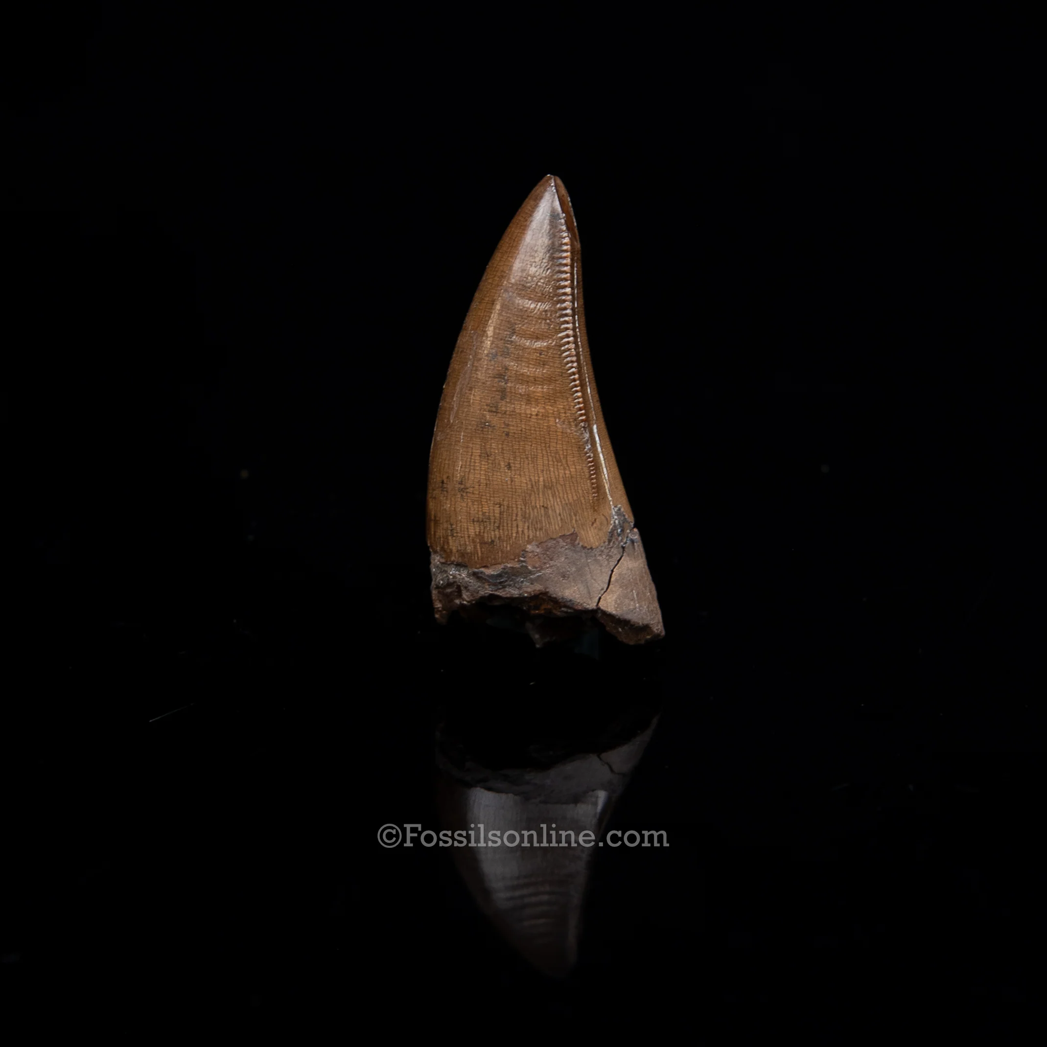 Authentic Nanotyrannus Premax Lance Formation, Wyoming