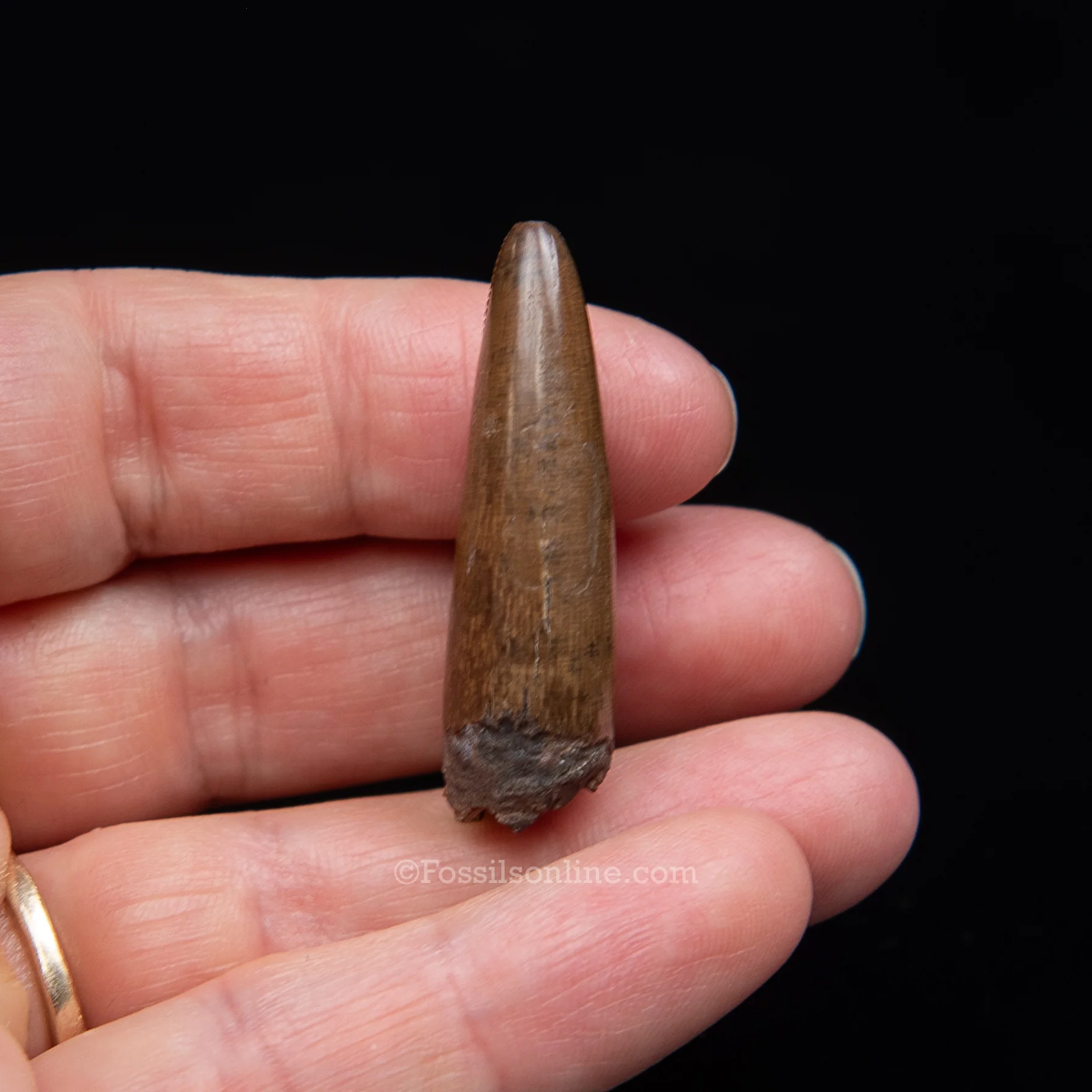 Authentic Nanotyrannus Premax Lance Formation, Wyoming - Image 5