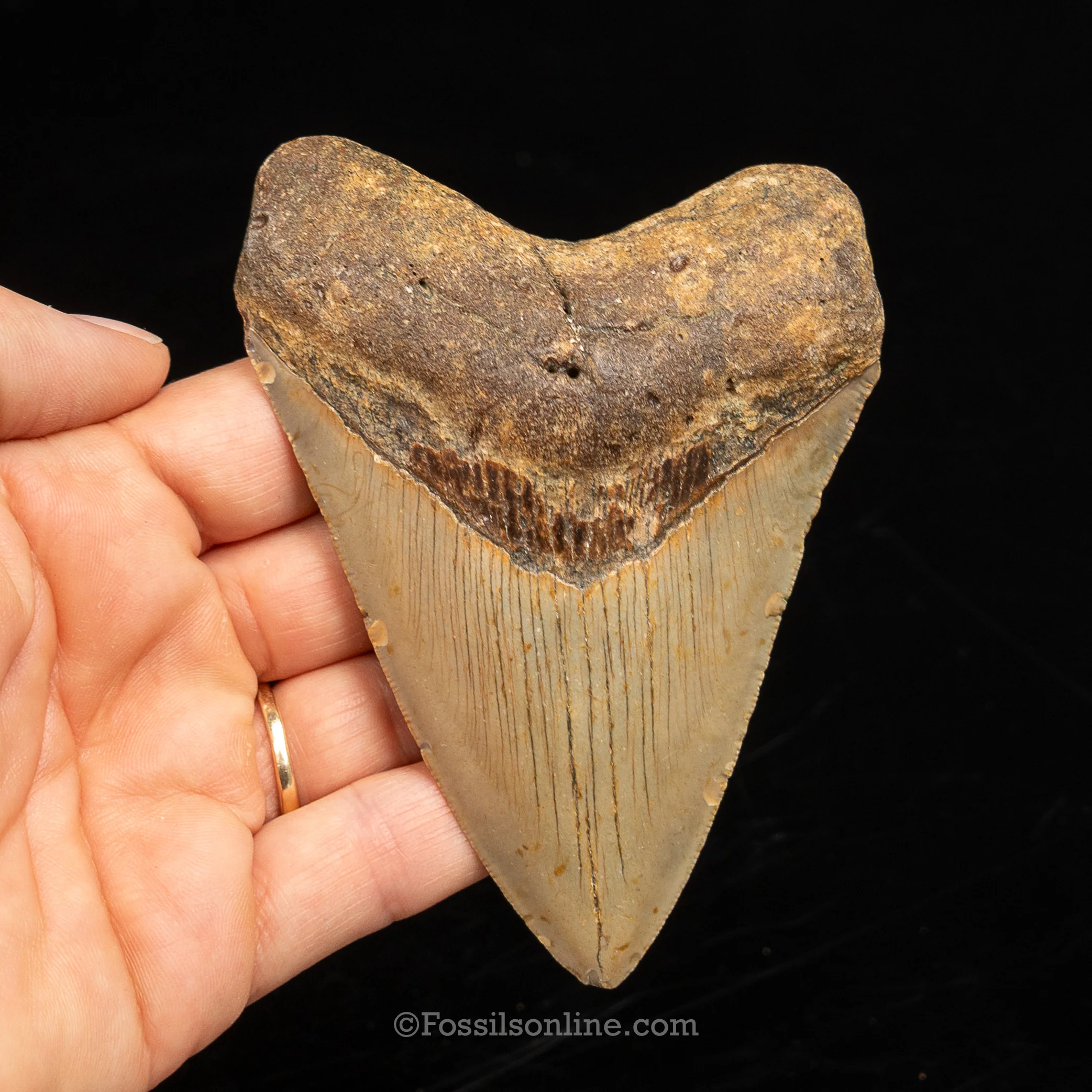 North Carolina Megalodon 4.17" - Image 2