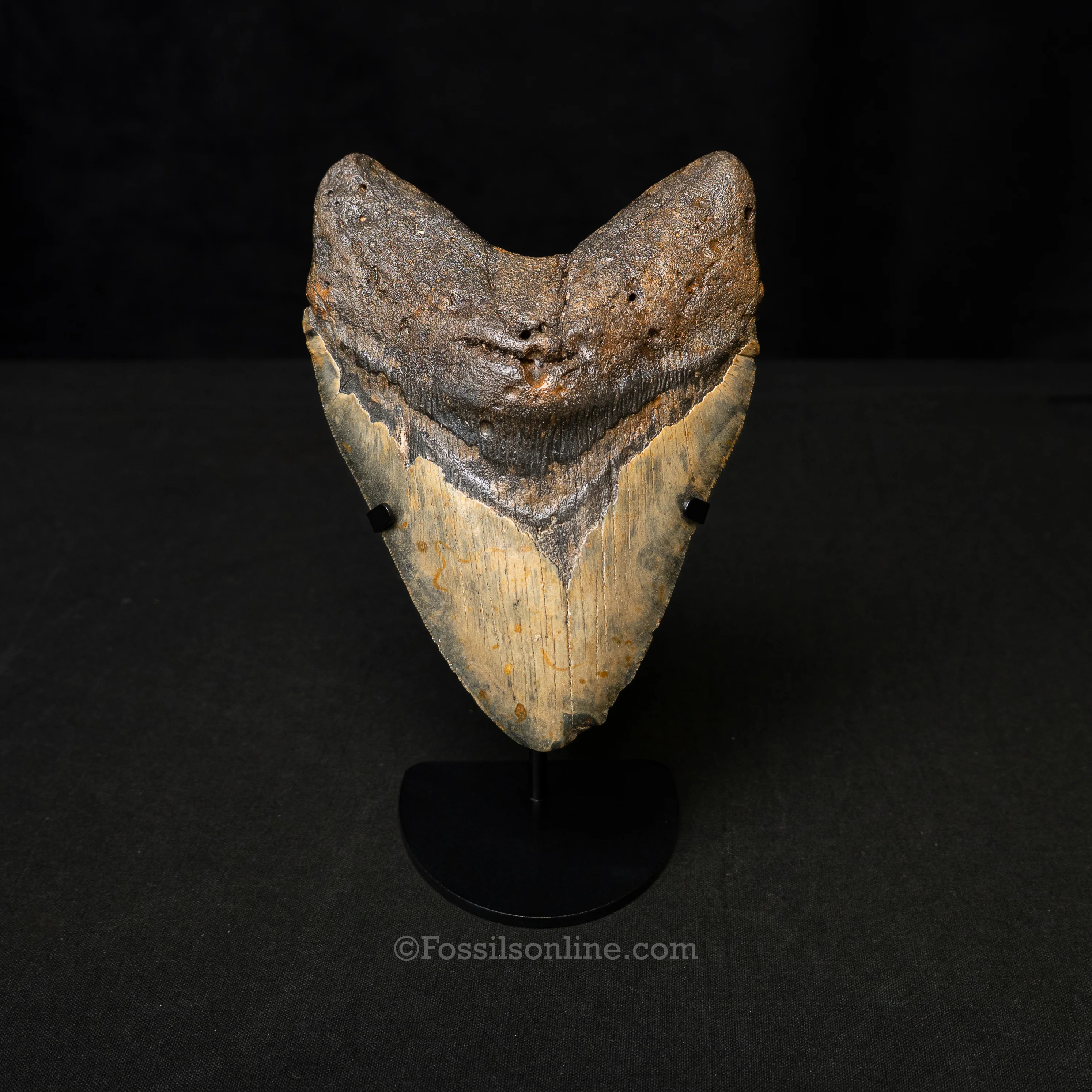 North Carolina Megalodon 6.06"