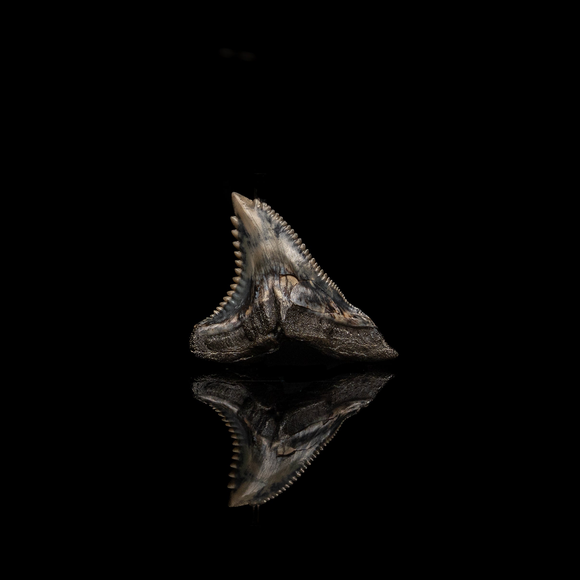 Pristine Hemipristis 1.43" - Image 3