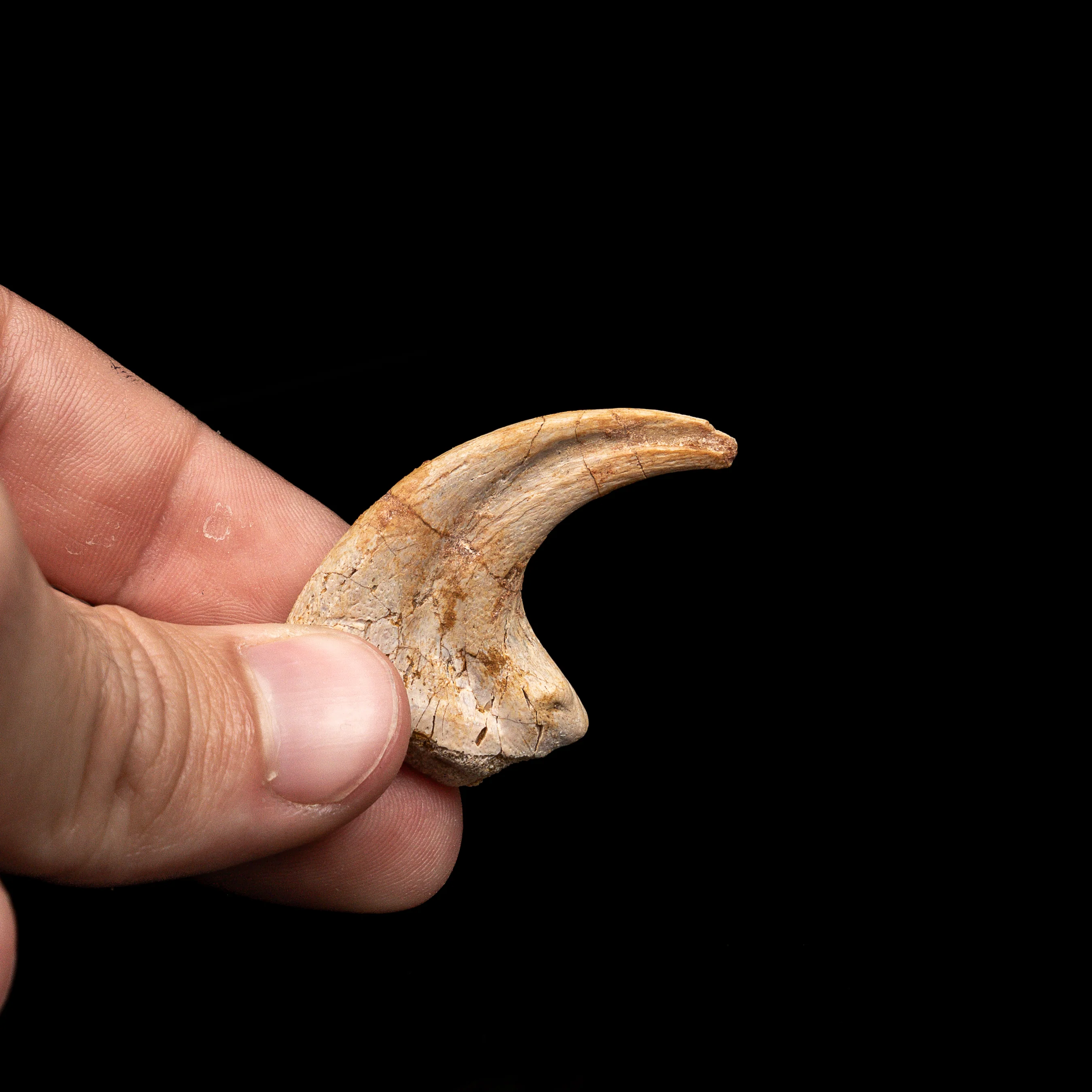 RARE Carcharodontosaurus Claw - Image 3