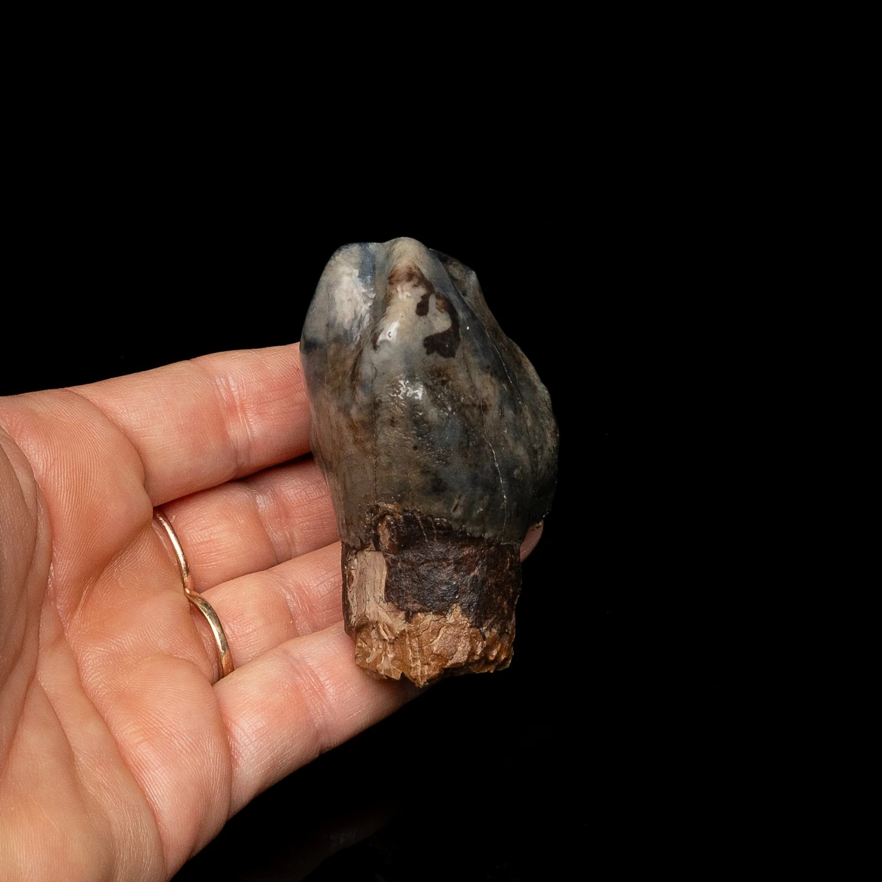 Rare Deinotherium Tooth - Image 4
