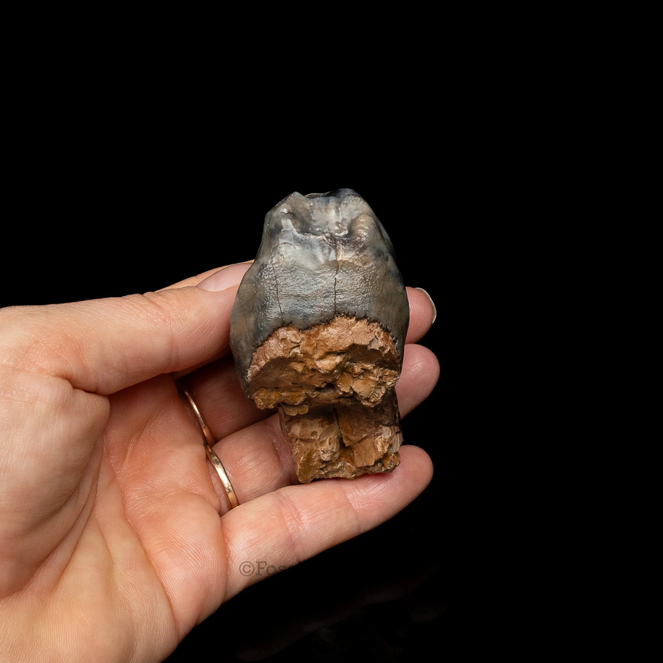 Rare Deinotherium Tooth - Image 6