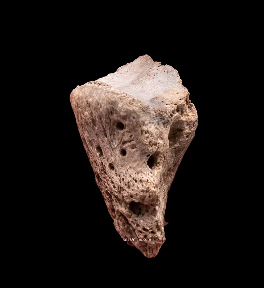 Rare Early Miocene Rhino Side Hoof Florida Fossils - Image 4
