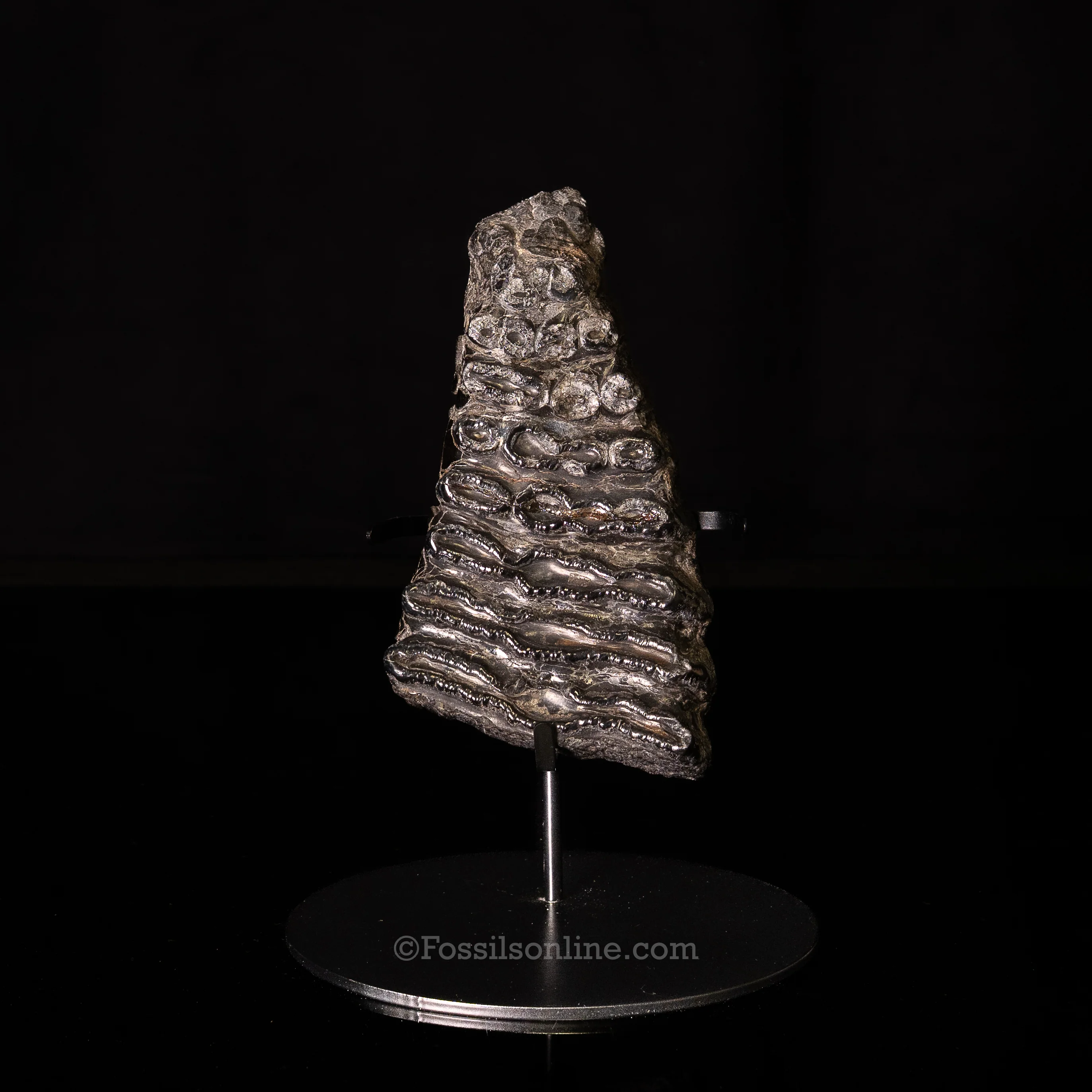 SC Polished Mammoth Tooth Slice - Image 2
