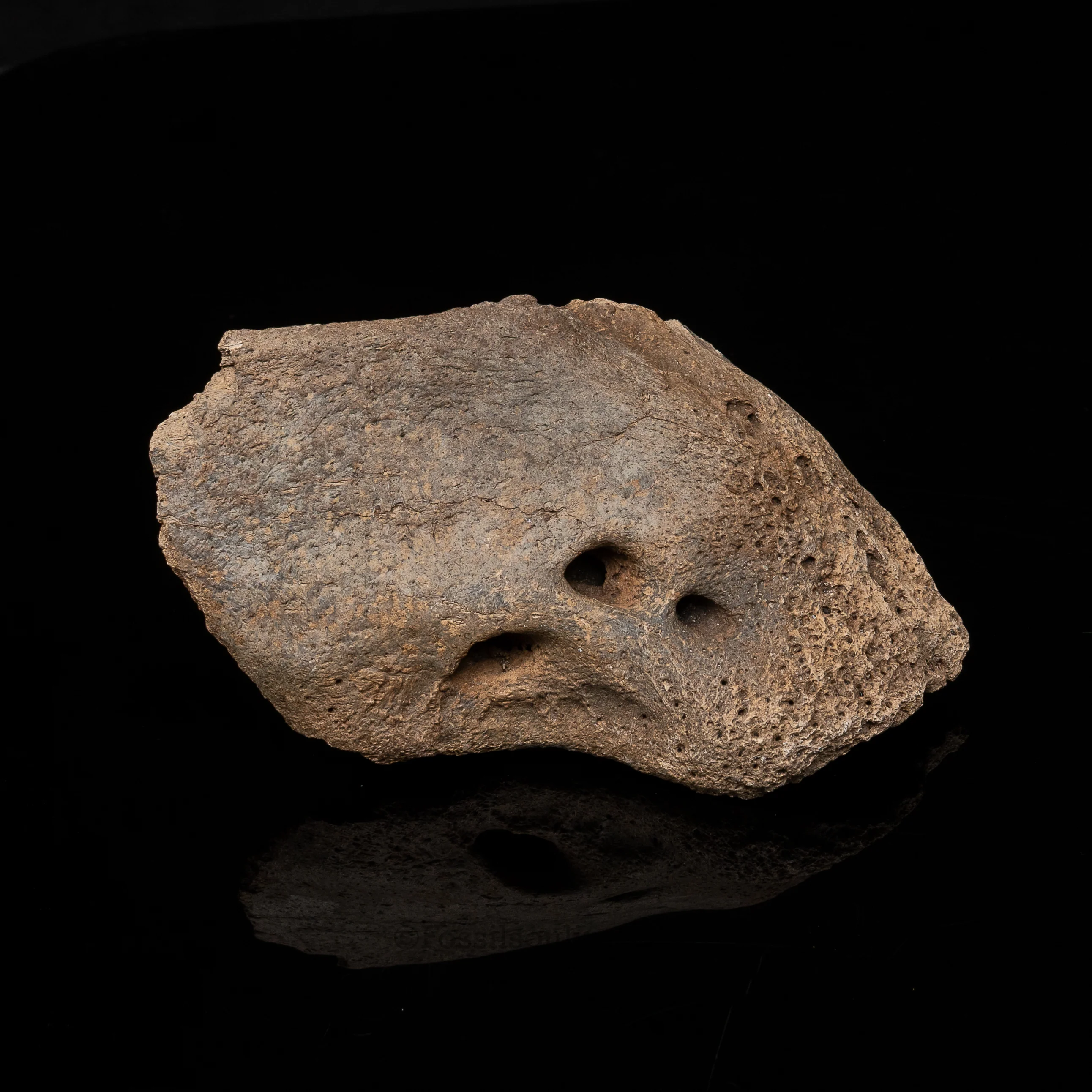 Sloth mandibular symphysis - Image 3