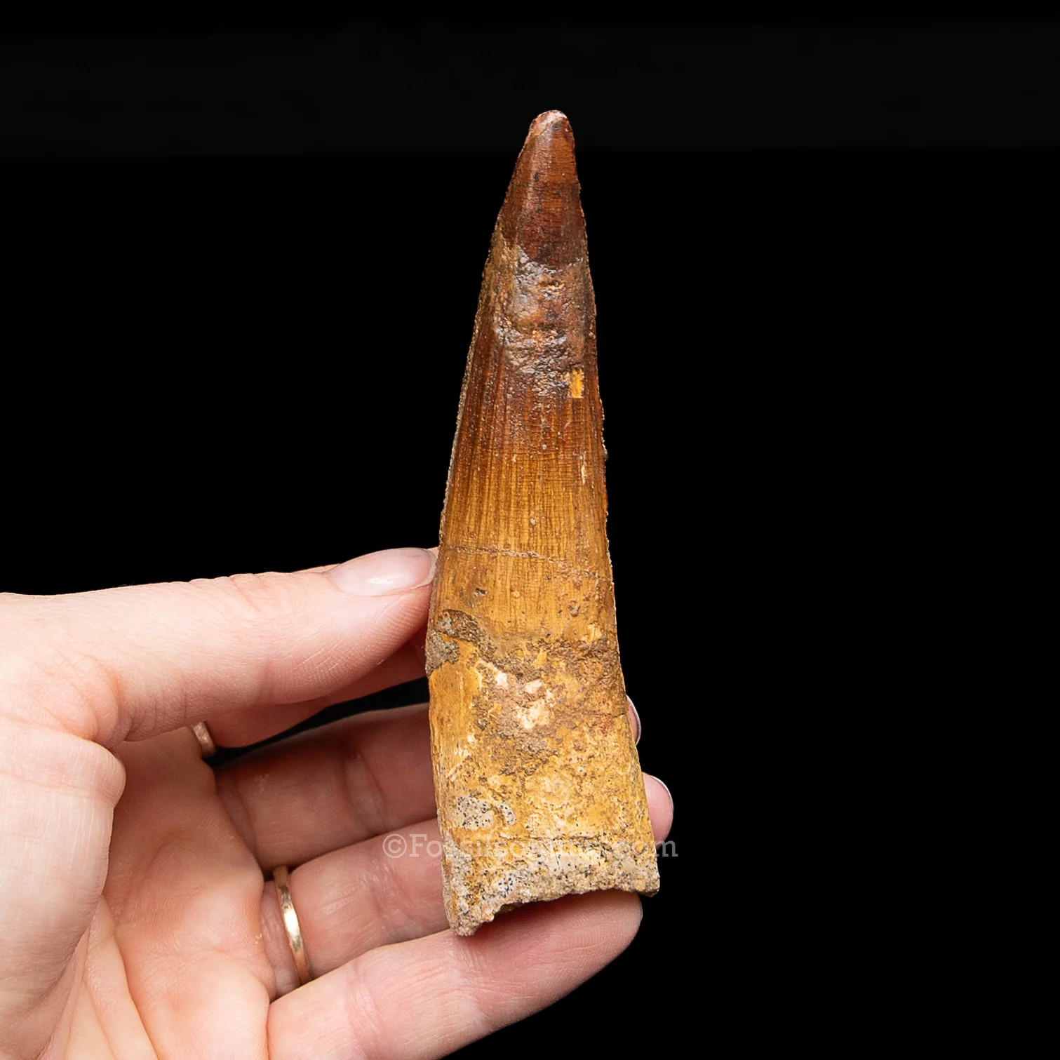 Spinosaurus Dinosaur Tooth in Lg Case - Image 3