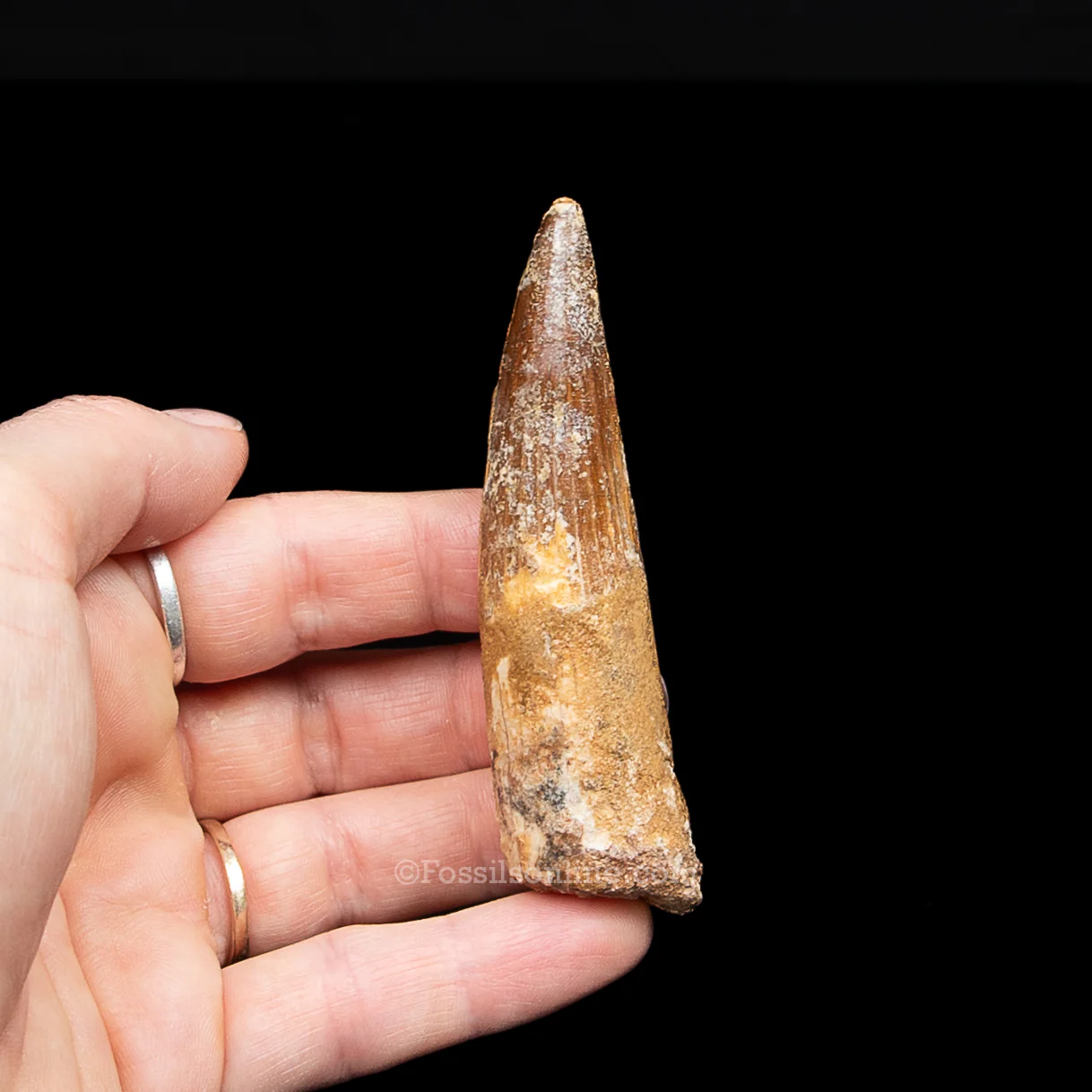 Spinosaurus Dinosaur Tooth in Lg Case - Image 5