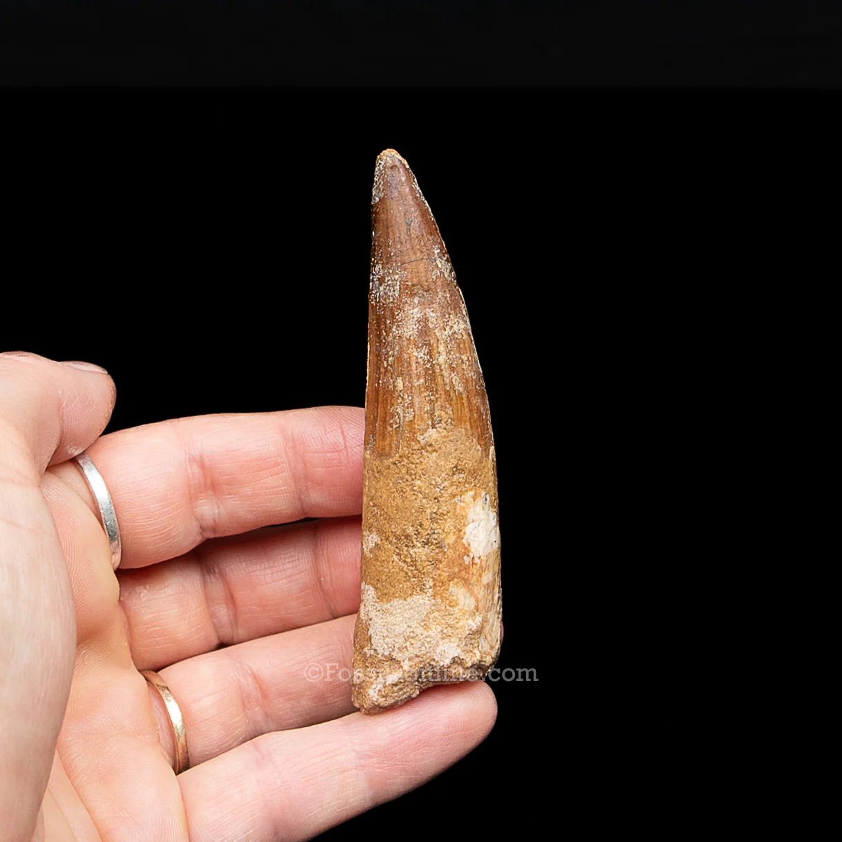 Spinosaurus Dinosaur Tooth in Lg Case - Image 6
