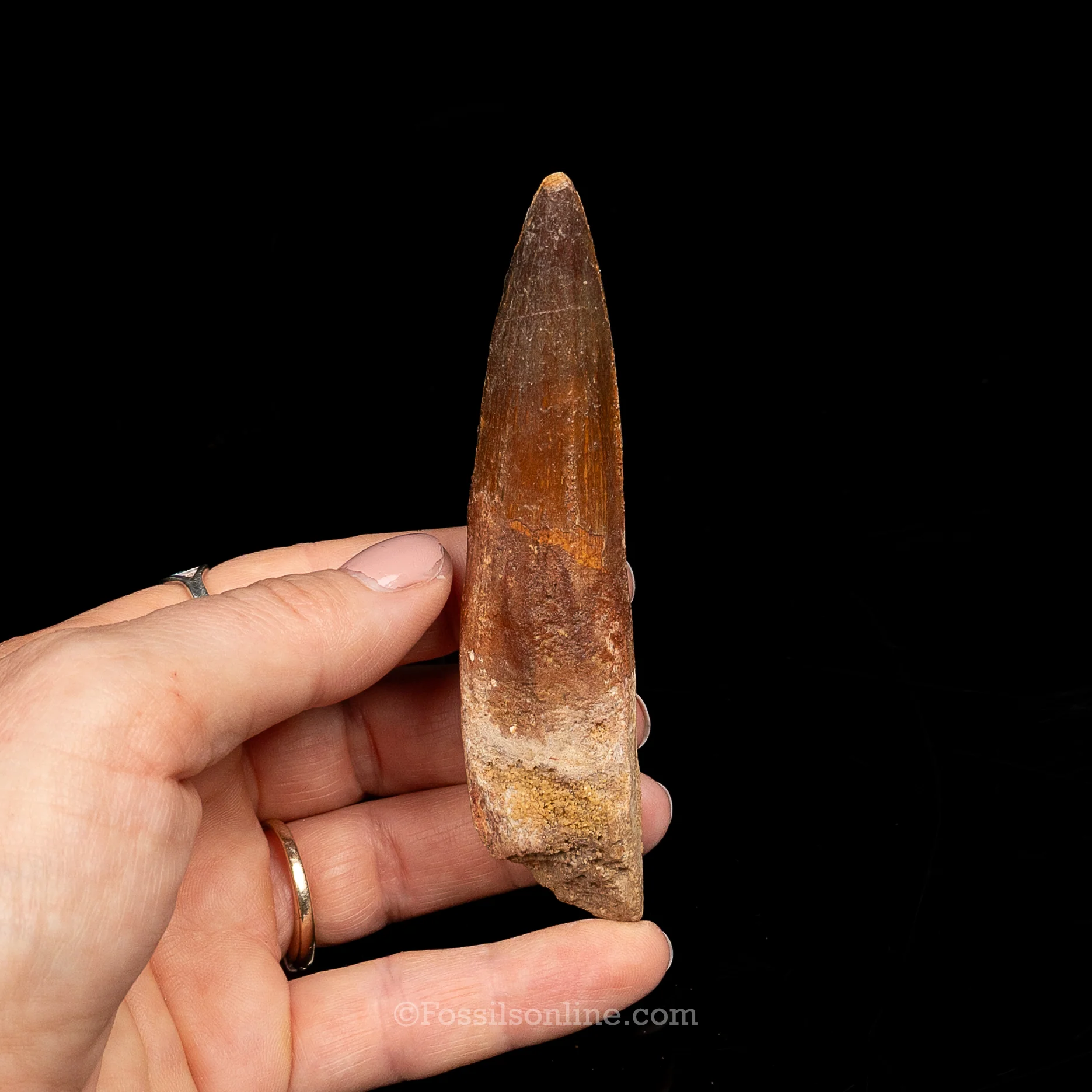 Spinosaurus Dinosaur Tooth Lg Case - Image 18