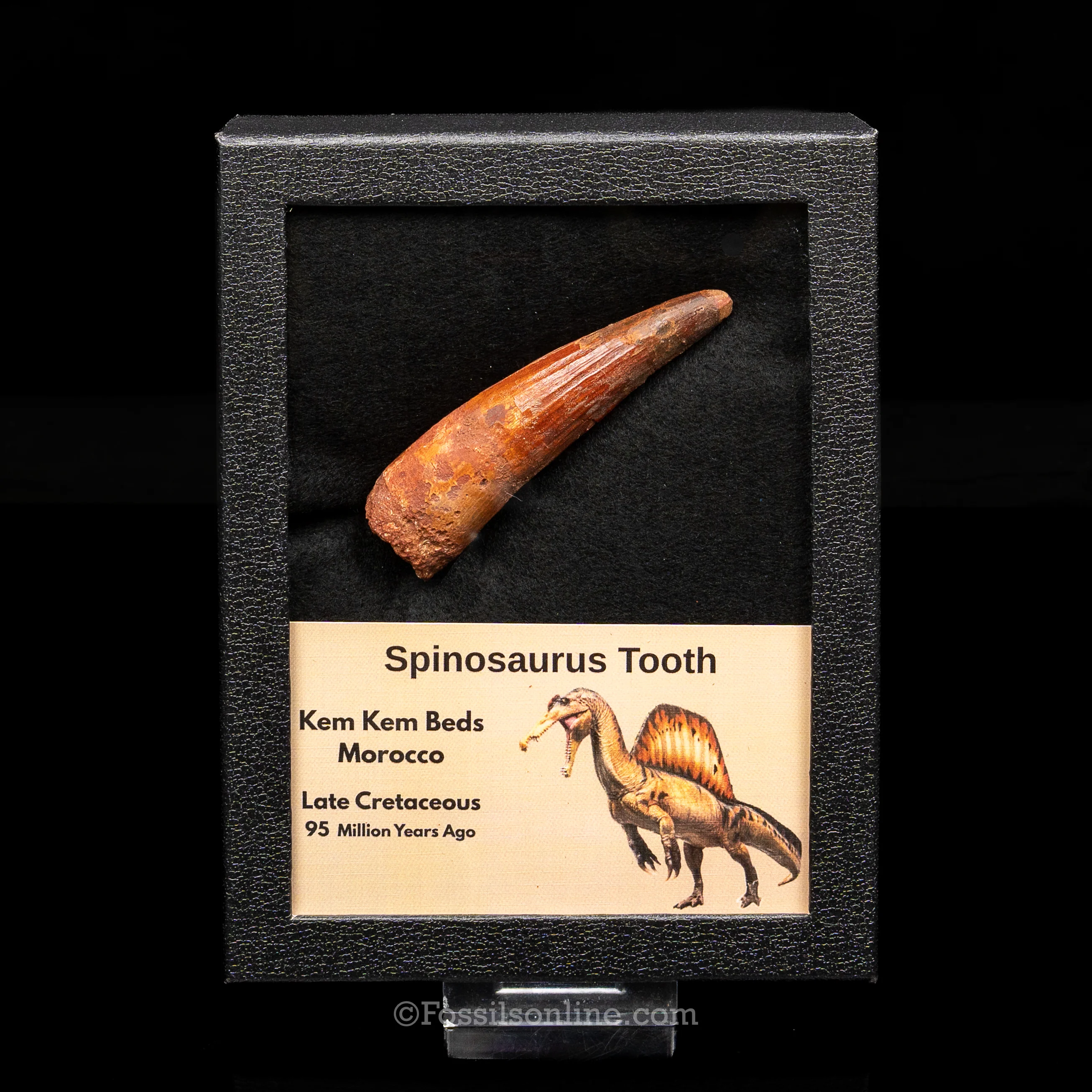 Spinosaurus Dinosaur Tooth Lg Case - Image 7