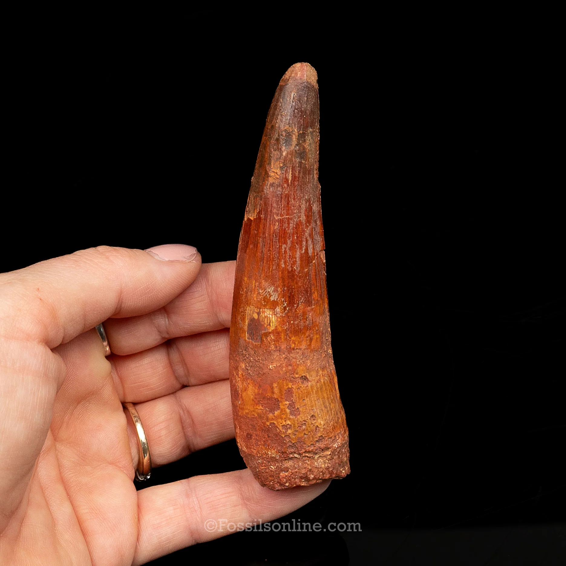 Spinosaurus Dinosaur Tooth Lg Case - Image 8