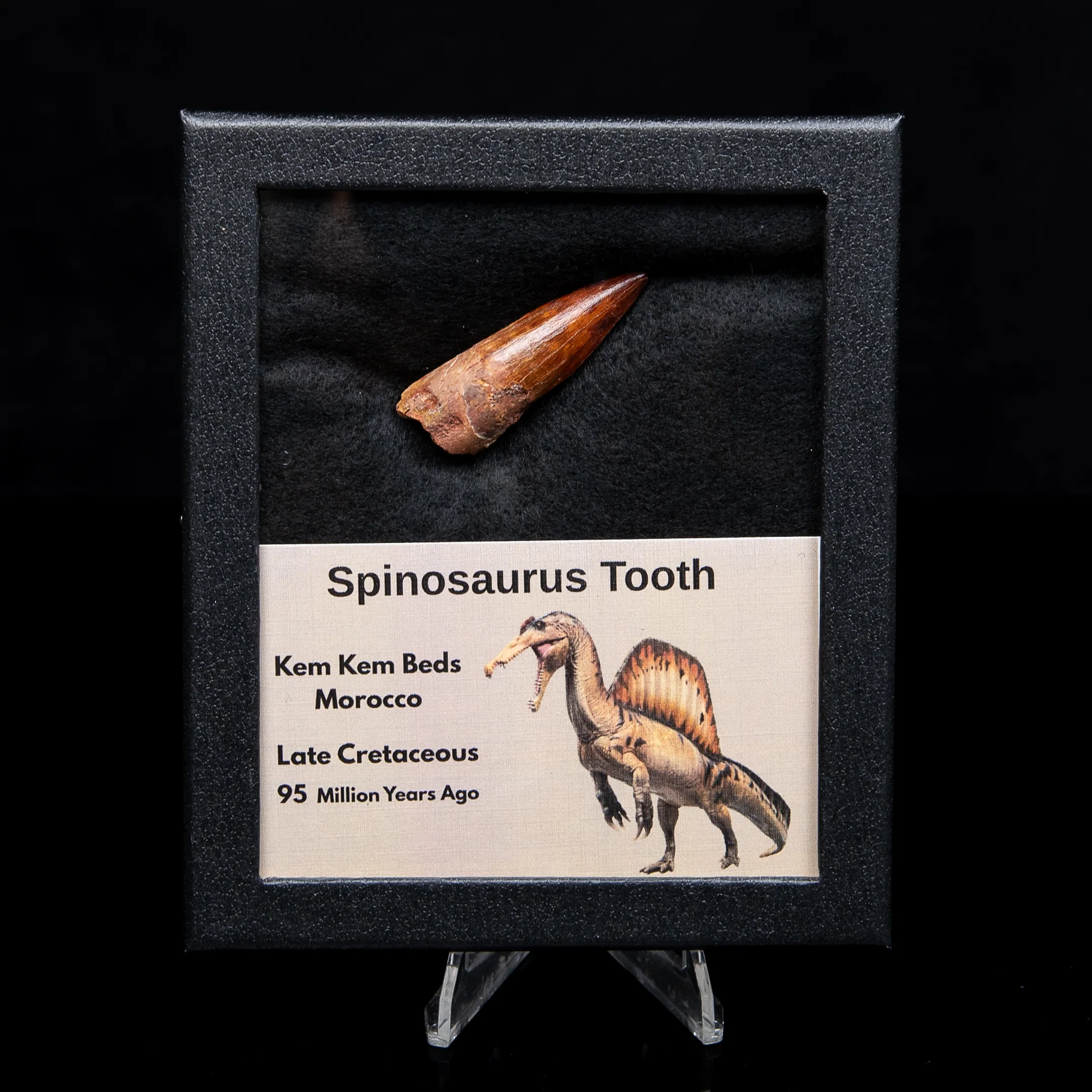 Premium Spinosaurus Dinosaur Tooth Med Case - Image 4