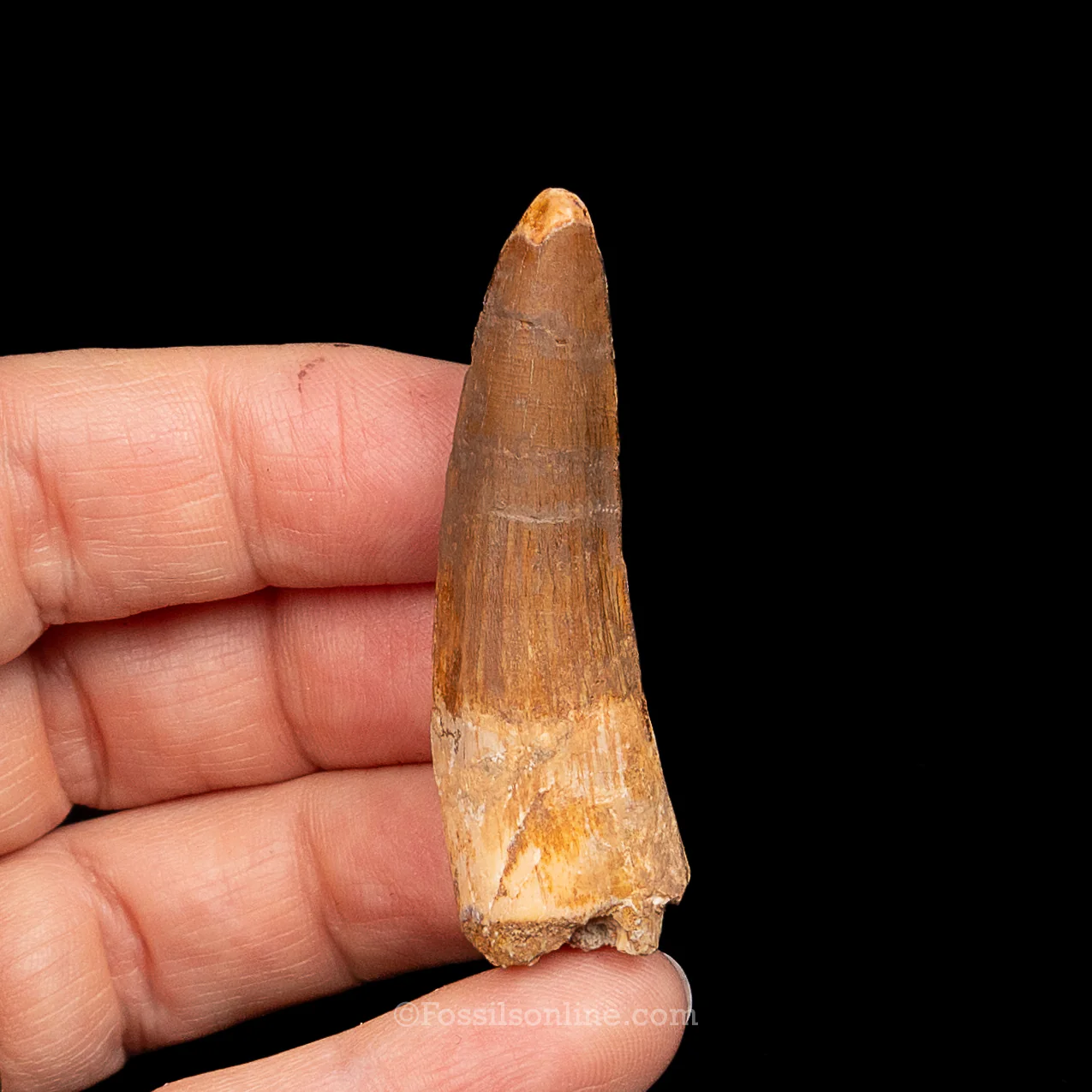 Spinosaurus Dinosaur Tooth Med Case - Image 15