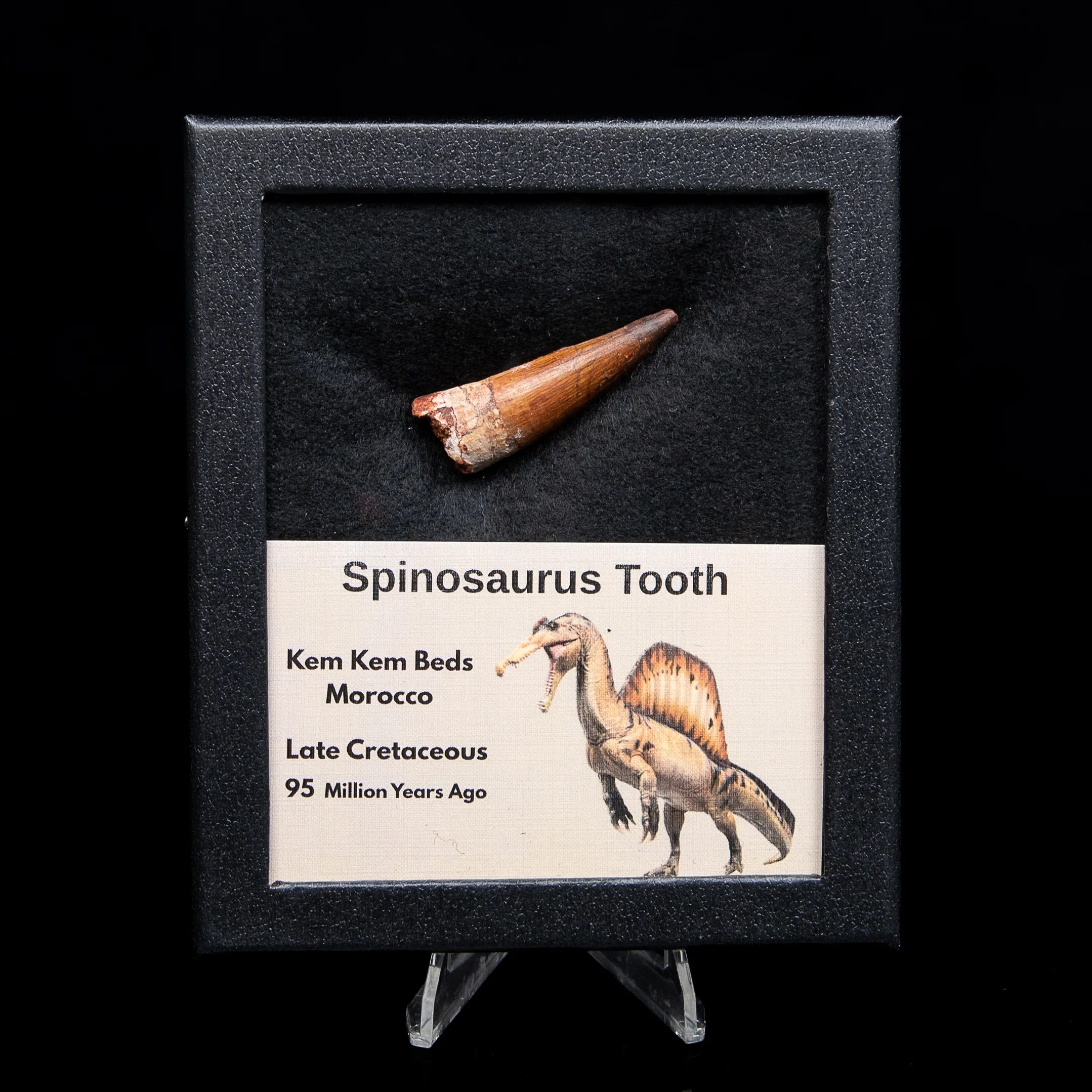 Spinosaurus Dinosaur Tooth Med Case - Image 4