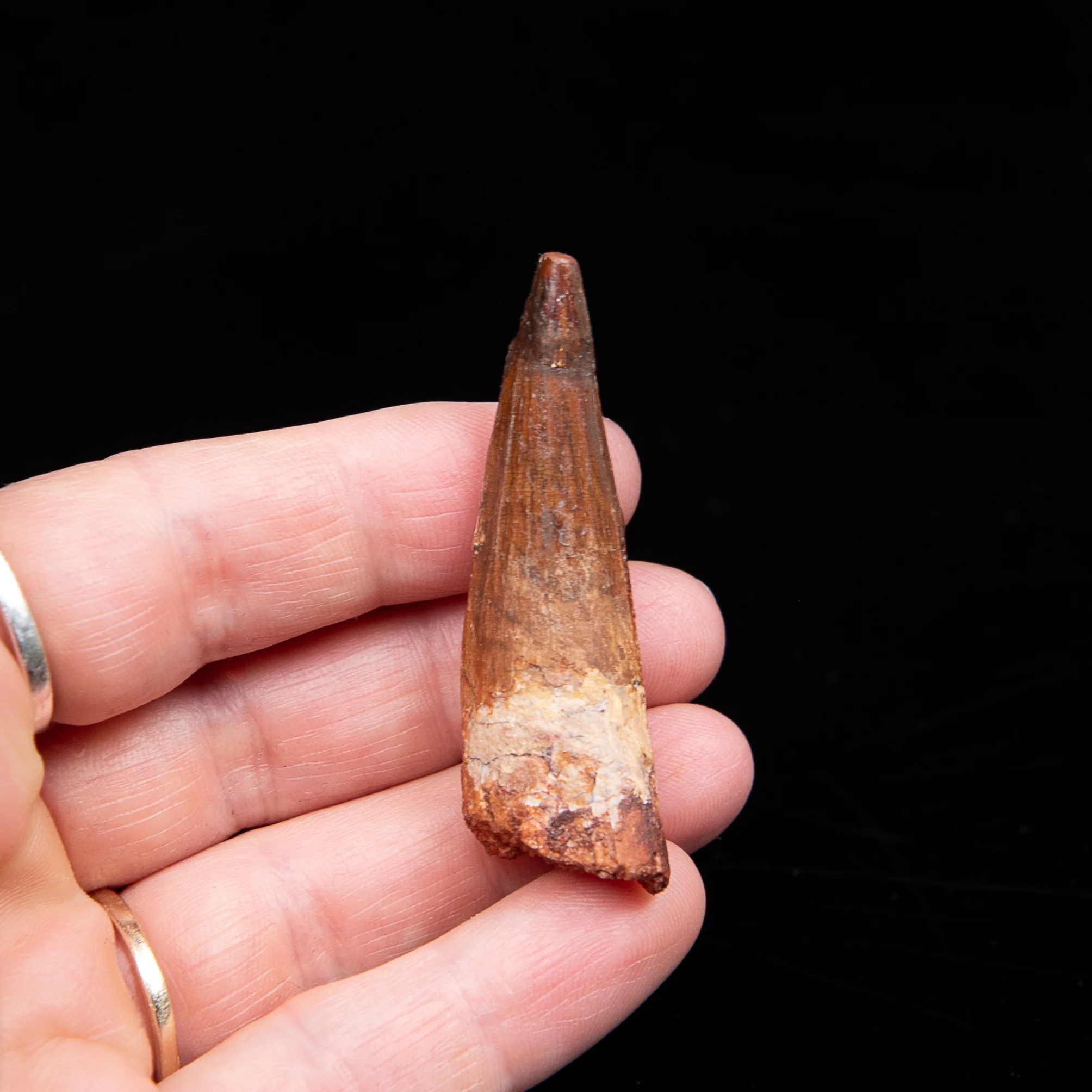 Spinosaurus Dinosaur Tooth Med Case - Image 6