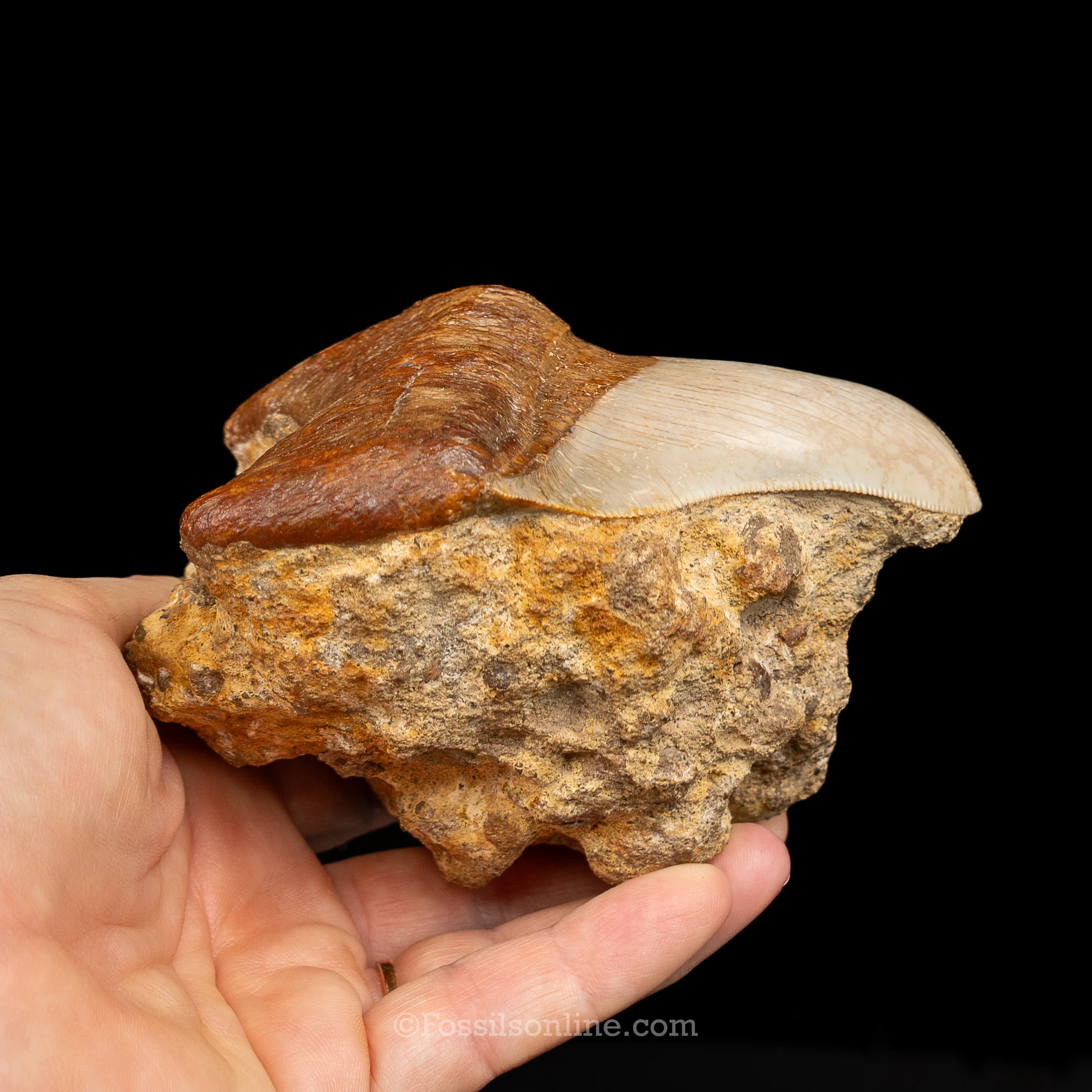 Stunning Deformed Megalodon 4.25" Chile - Image 5