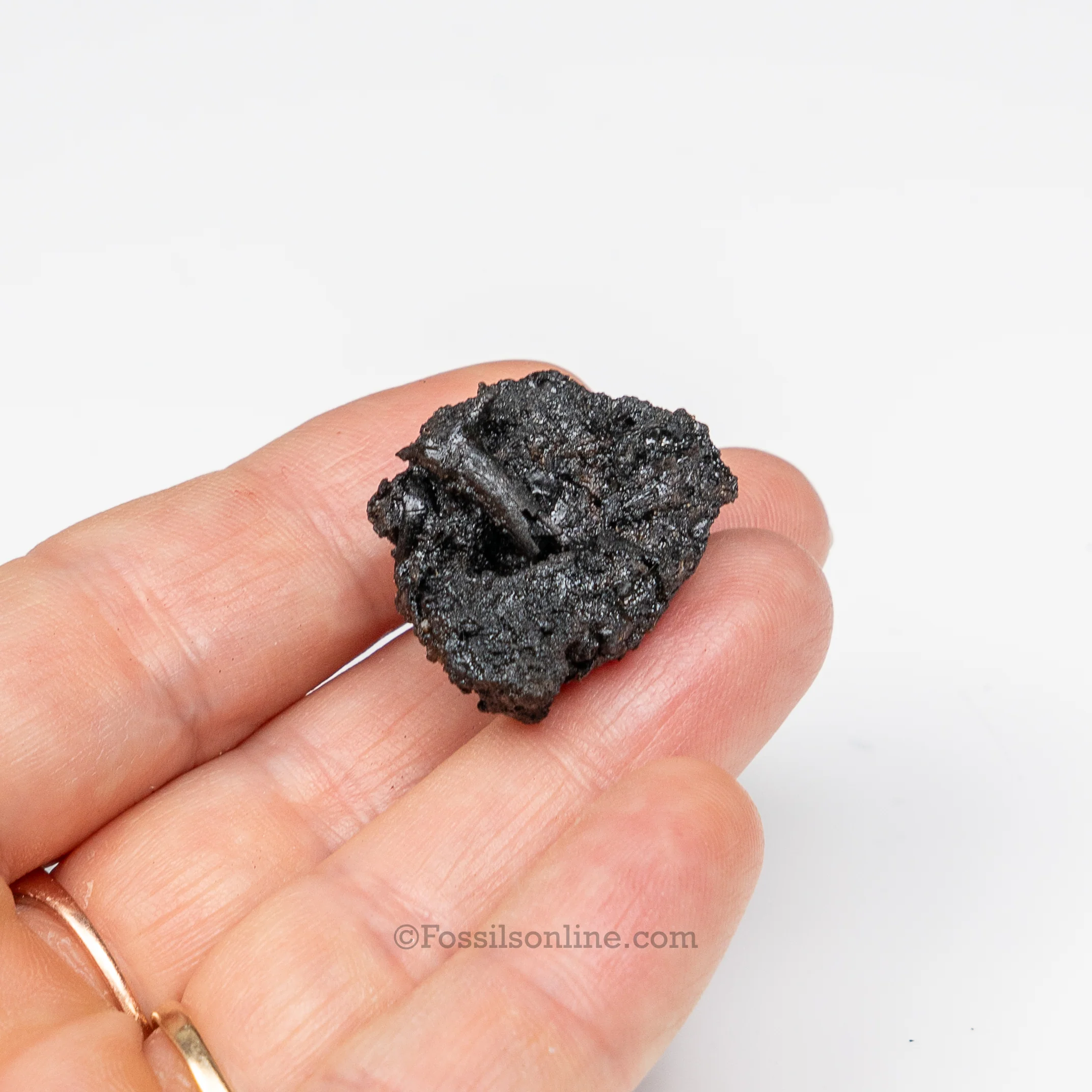 Tar Pit Fossils Beetle in matrix - Image 3