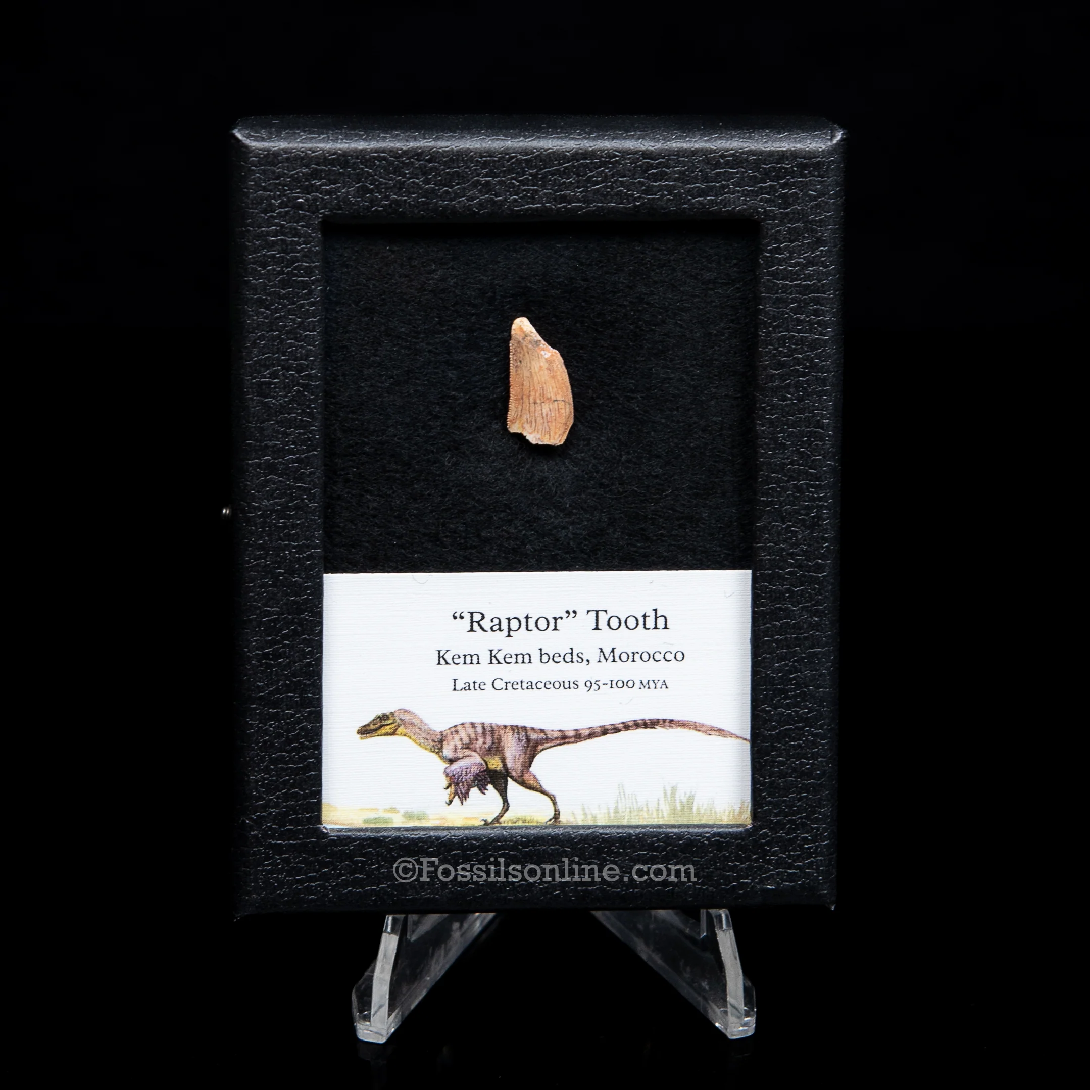 Theropod Dinosaur Tooth "Raptor" in a sm display case - Image 3