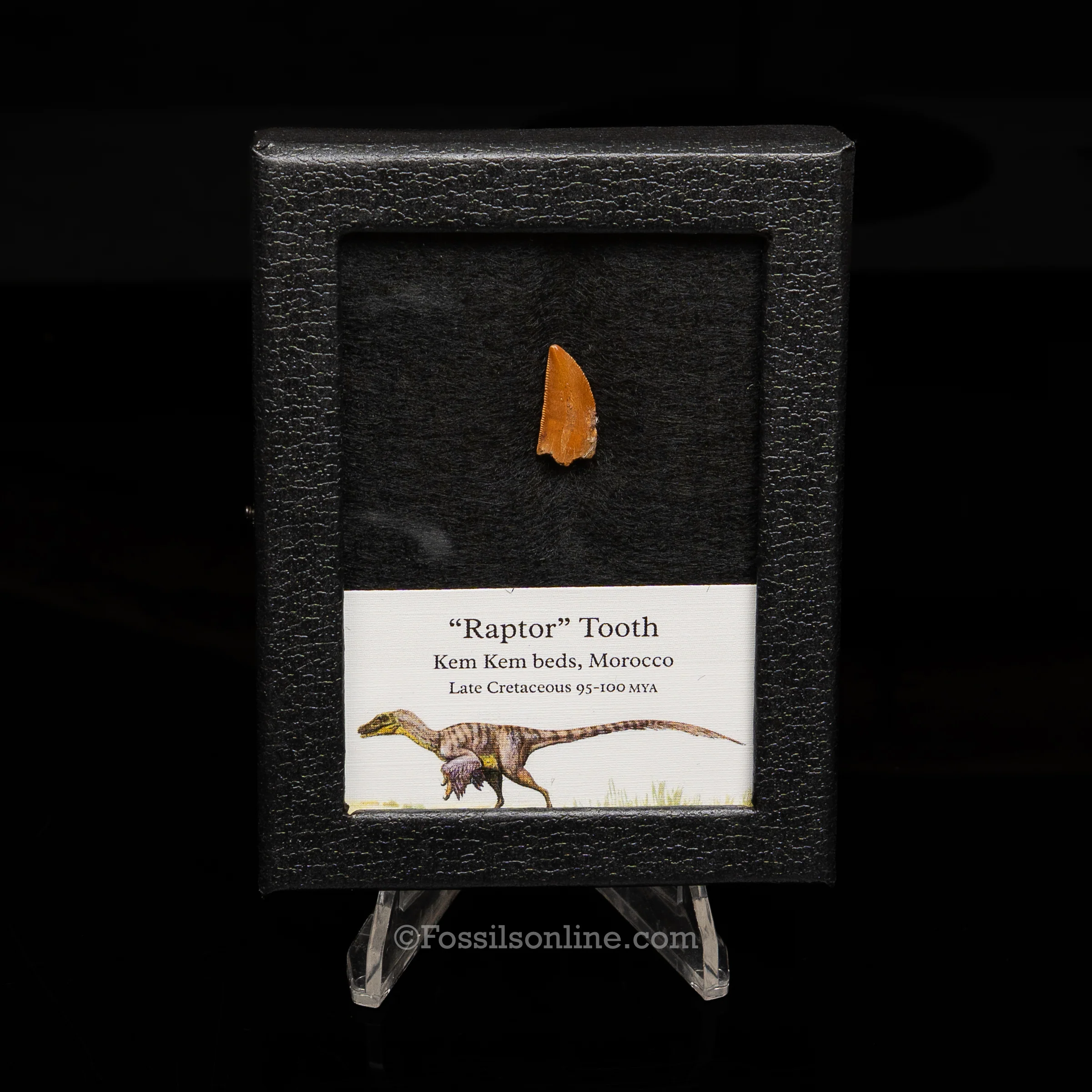 Theropod Dinosaur Tooth "Raptor" in a sm display case - Image 5